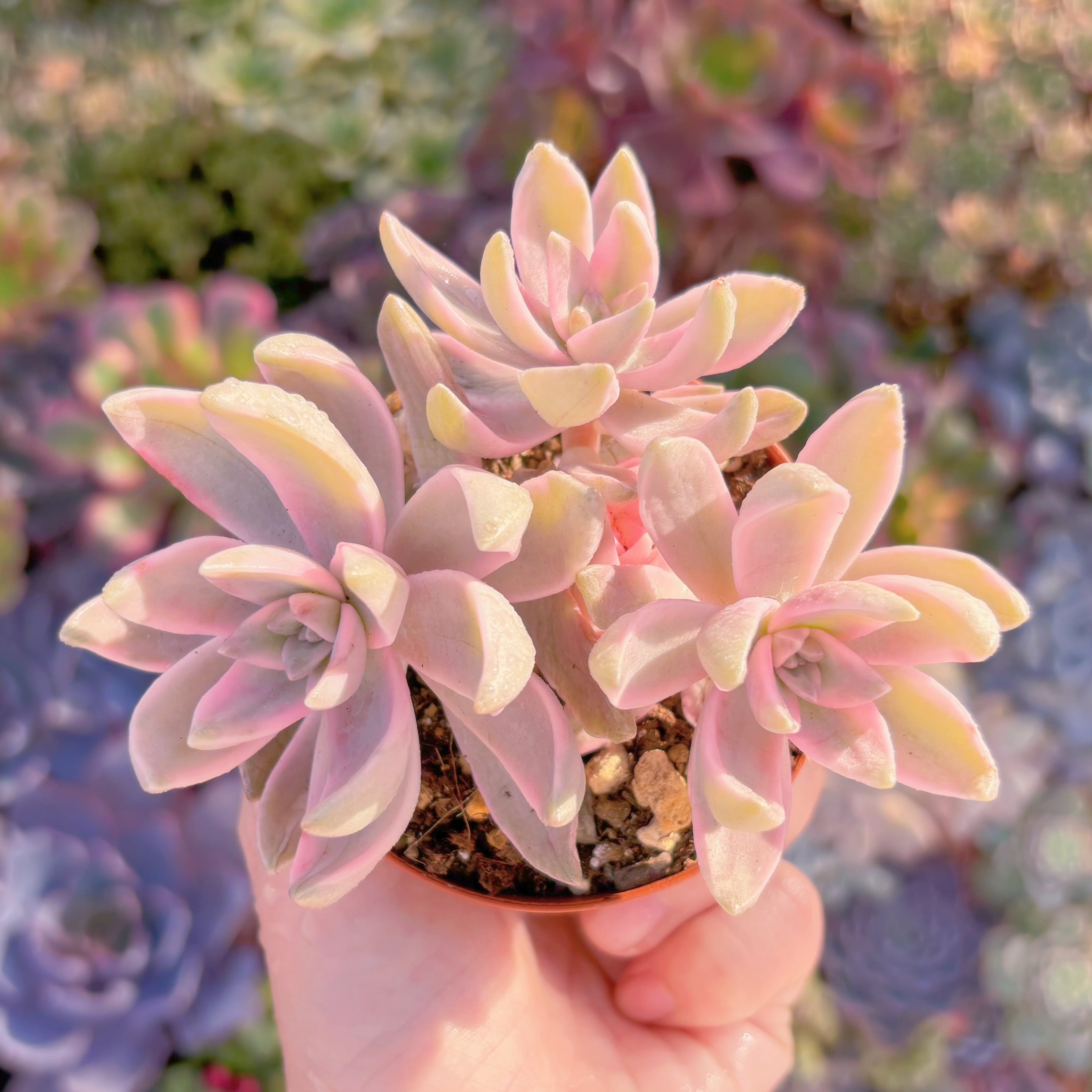 現品　淡羽錦#A016　群生　在庫僅少　るる農園