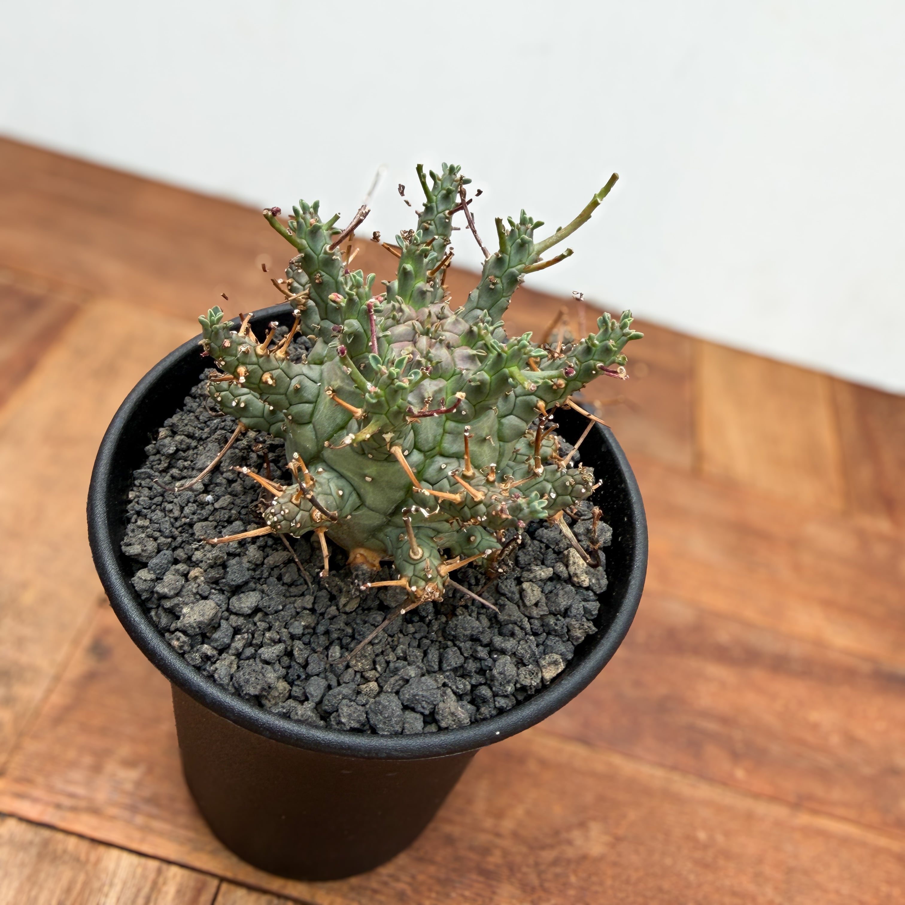 Euphorbia Decepta【ユーフォルビア・デセプタ・実生】 | RIMO'S GREEN