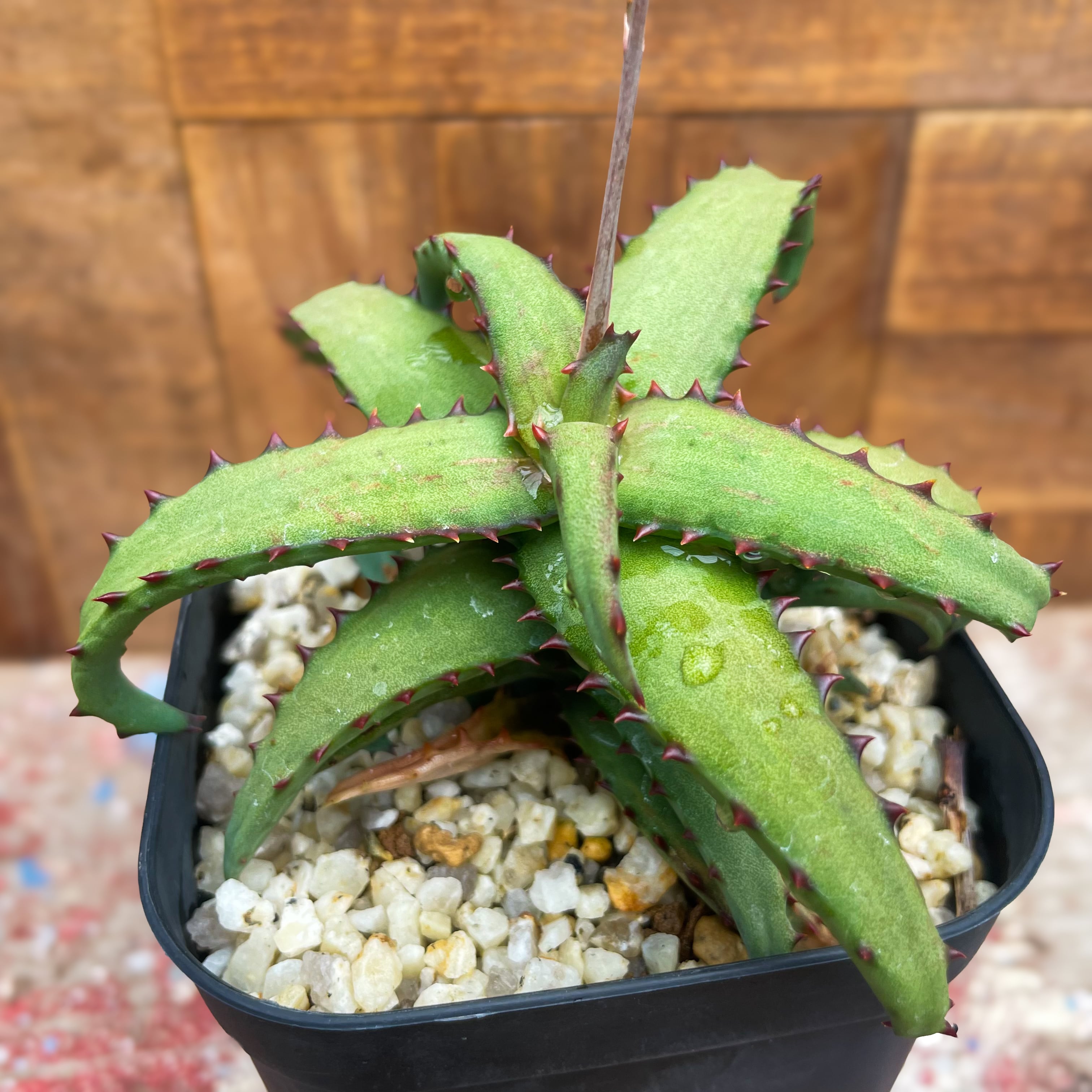 Aloe castilloniae 【アロエ・カスティロニアエ】 | RIMO