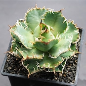 【PREMIUM】抜き苗 フィリグリー Agave oteroi 'Filigree'