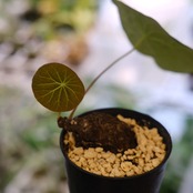 Stephania kaweesakii / ステファニア カウィーサキー⑪ / 観葉植物