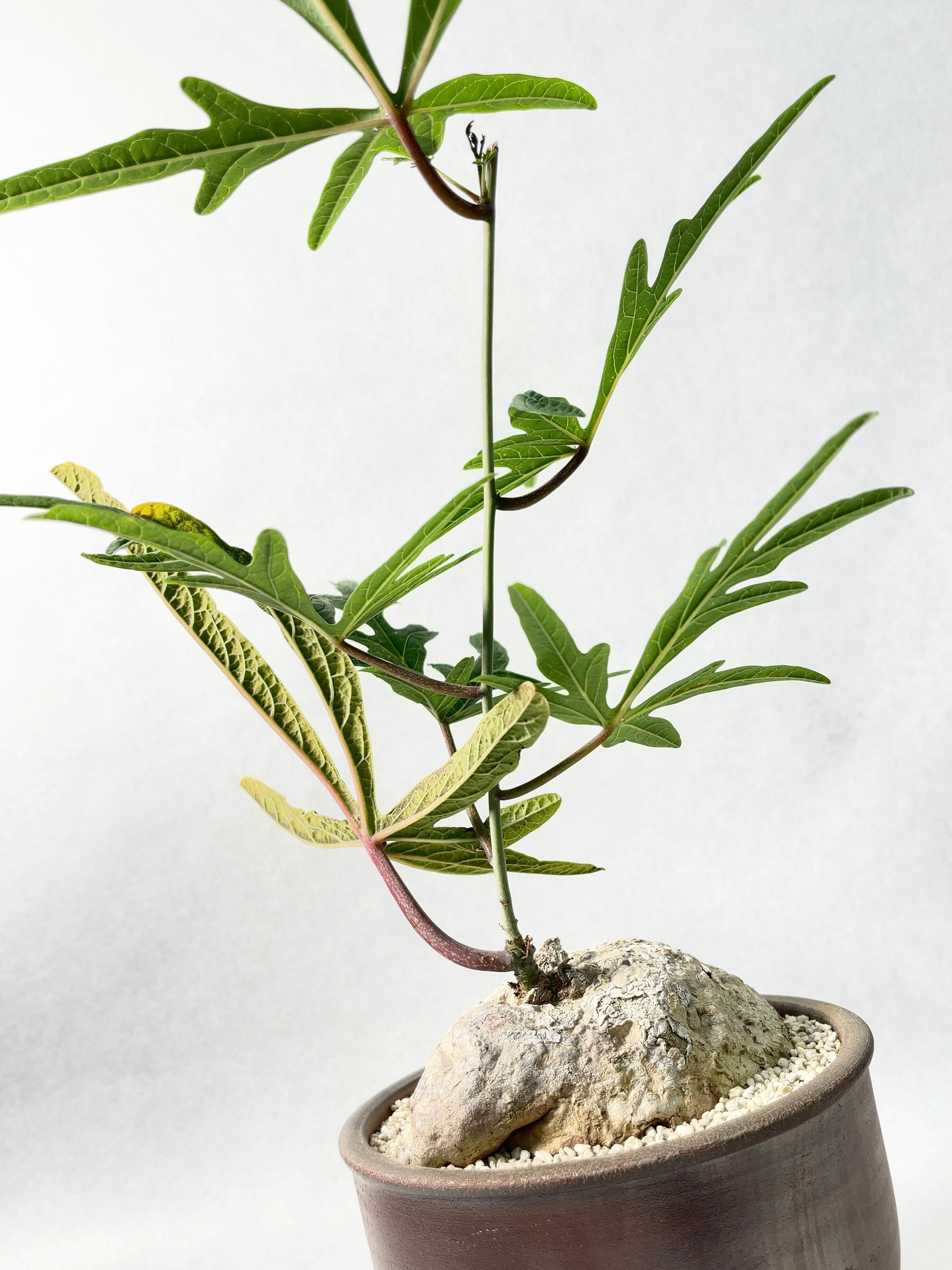 アデニア・ステノダクチラ(タンザニア) | trigger