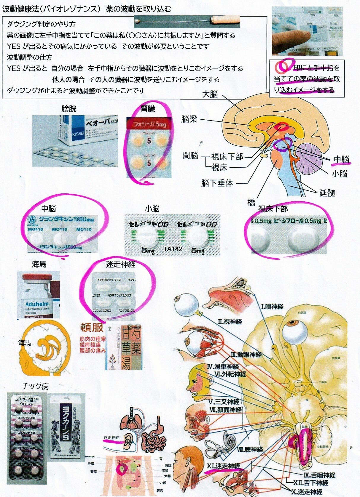 波動具｢自律神経の調整｣ 