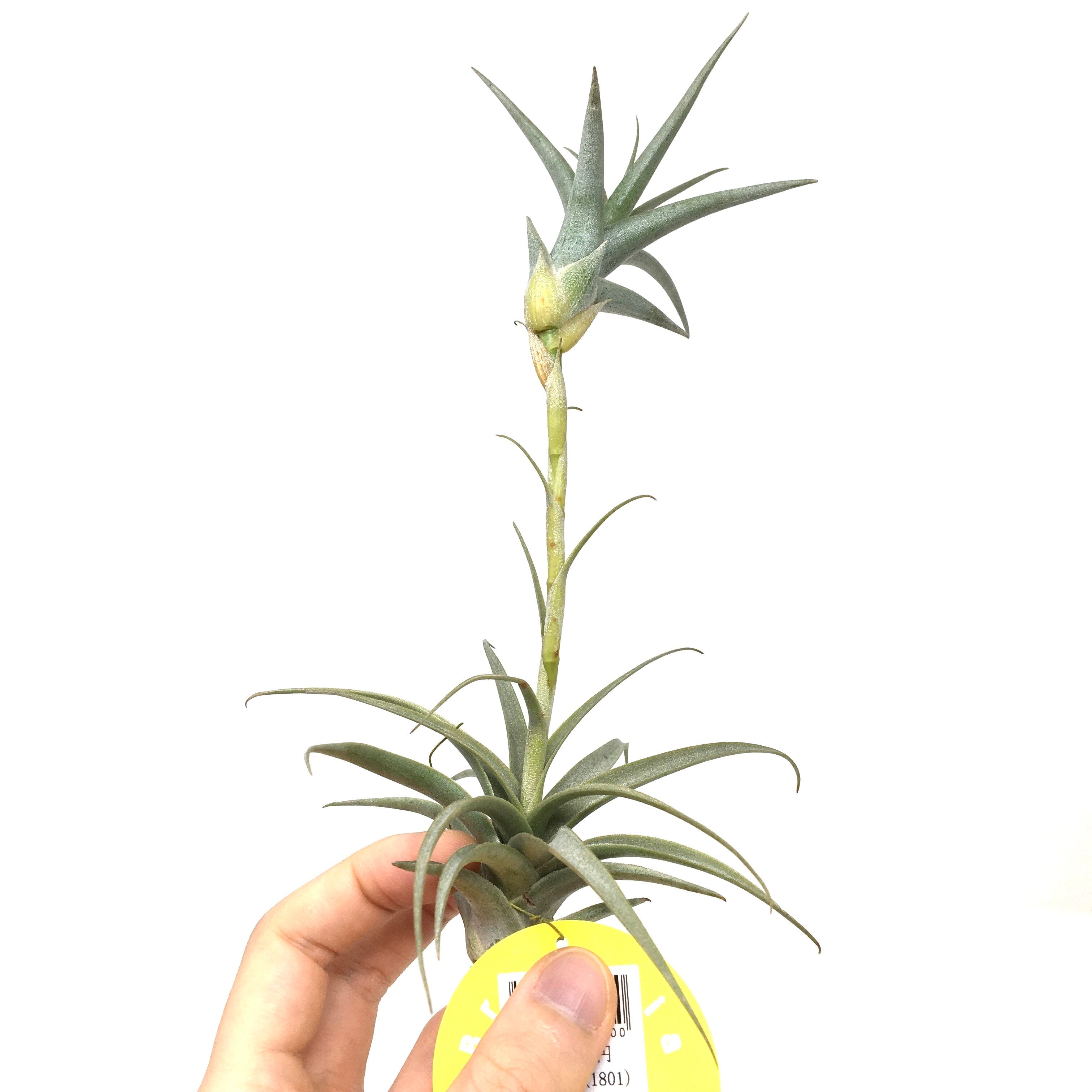 フォッケア ムルチフローラ Fockea multiflora 20230904 | Pay ID