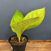 アンスリウム　キングオブキングス【897】