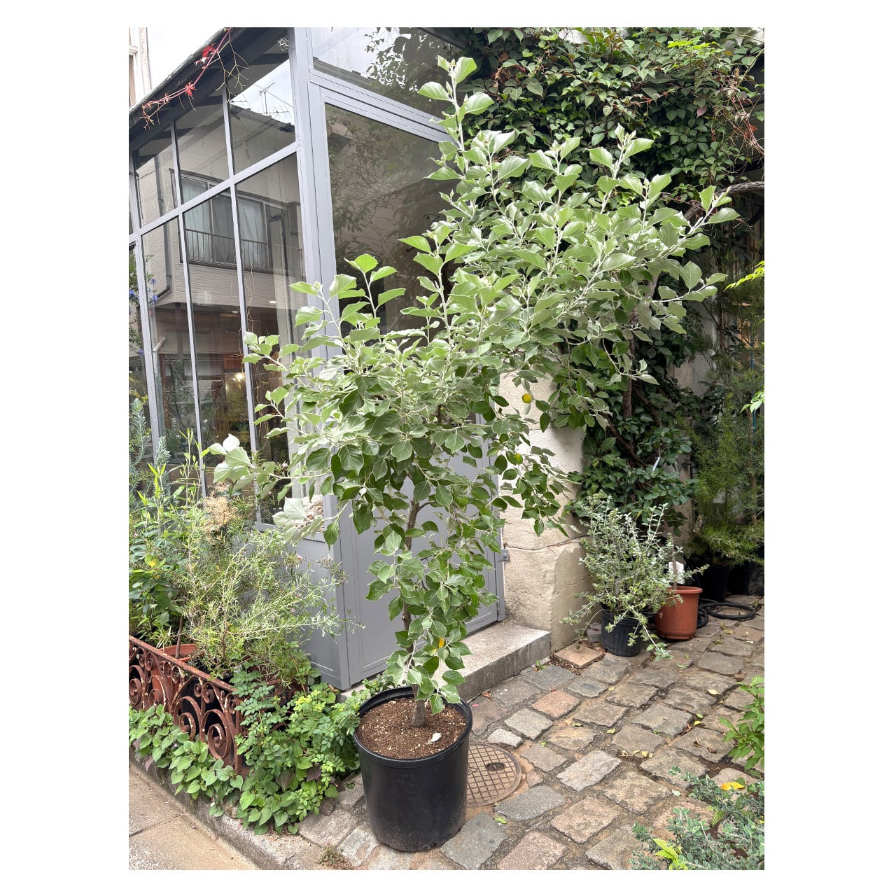 Elaeagnus umbellata | Seeding