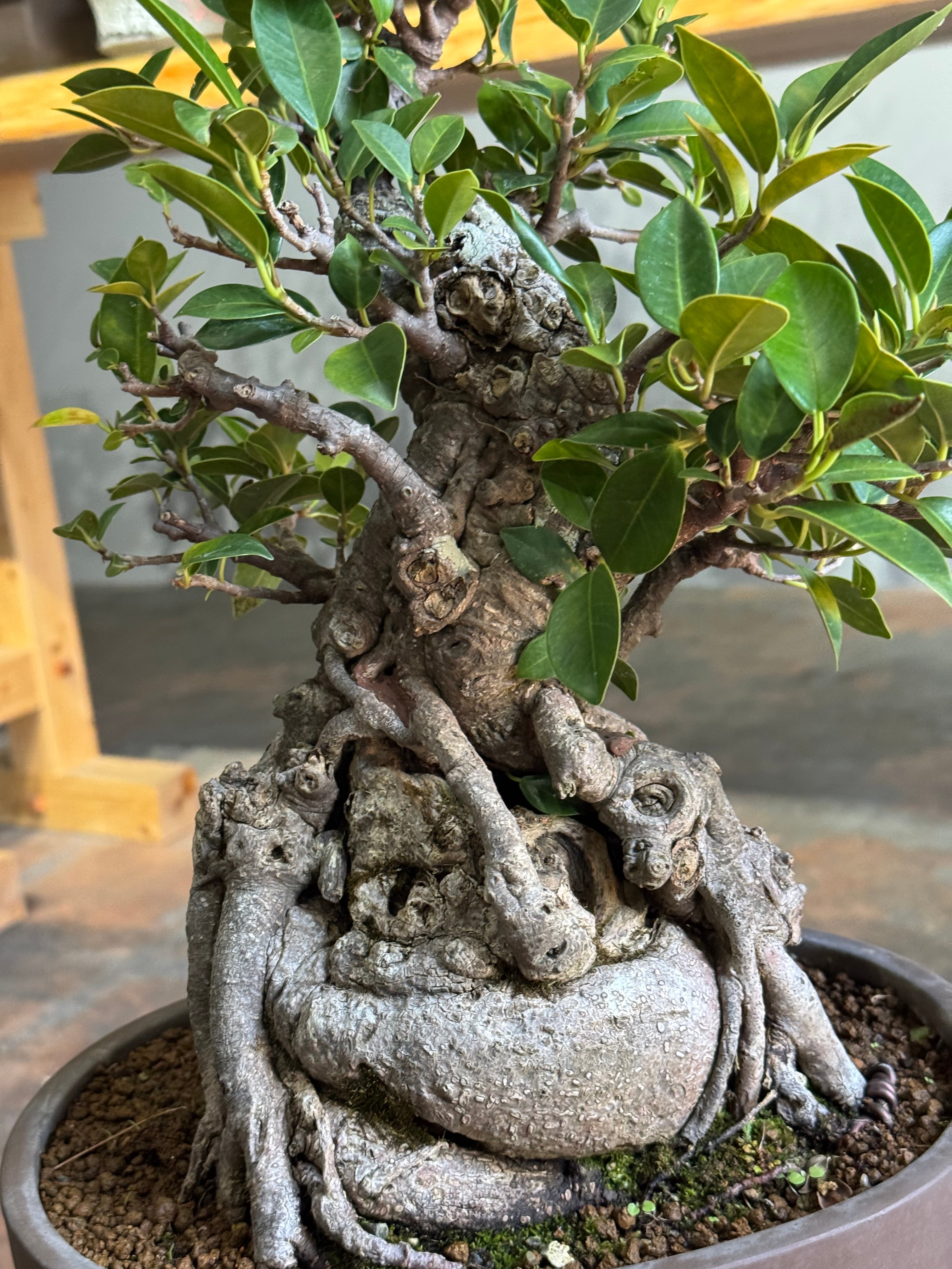 圧倒的な古木】Ficus microcarpa ガジュマル【琉球盆栽】 | 青坊主