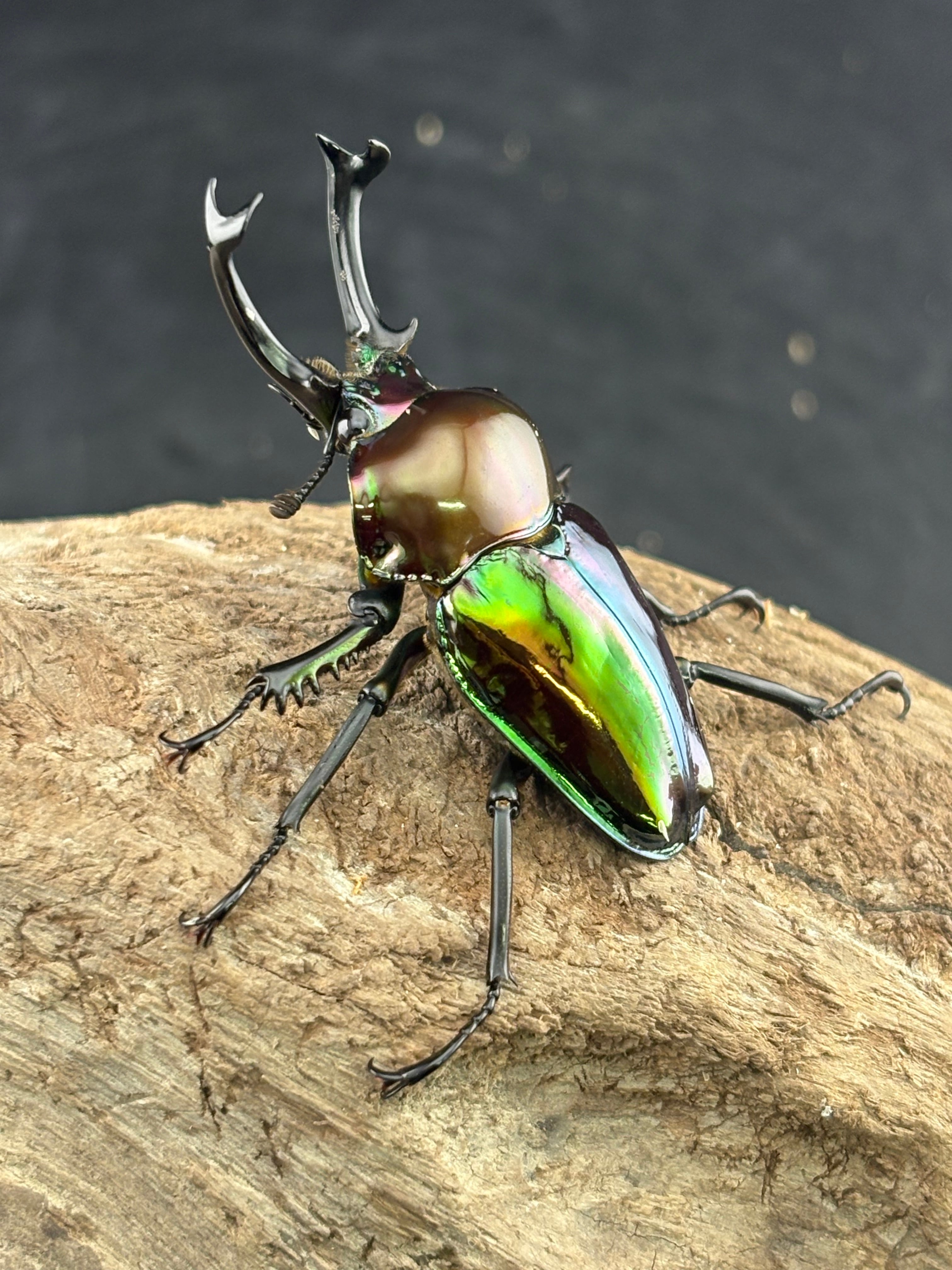 ニジイロクワガタ 紫紺グリーンピカール系 51mm ペア》セルヴォラン氏