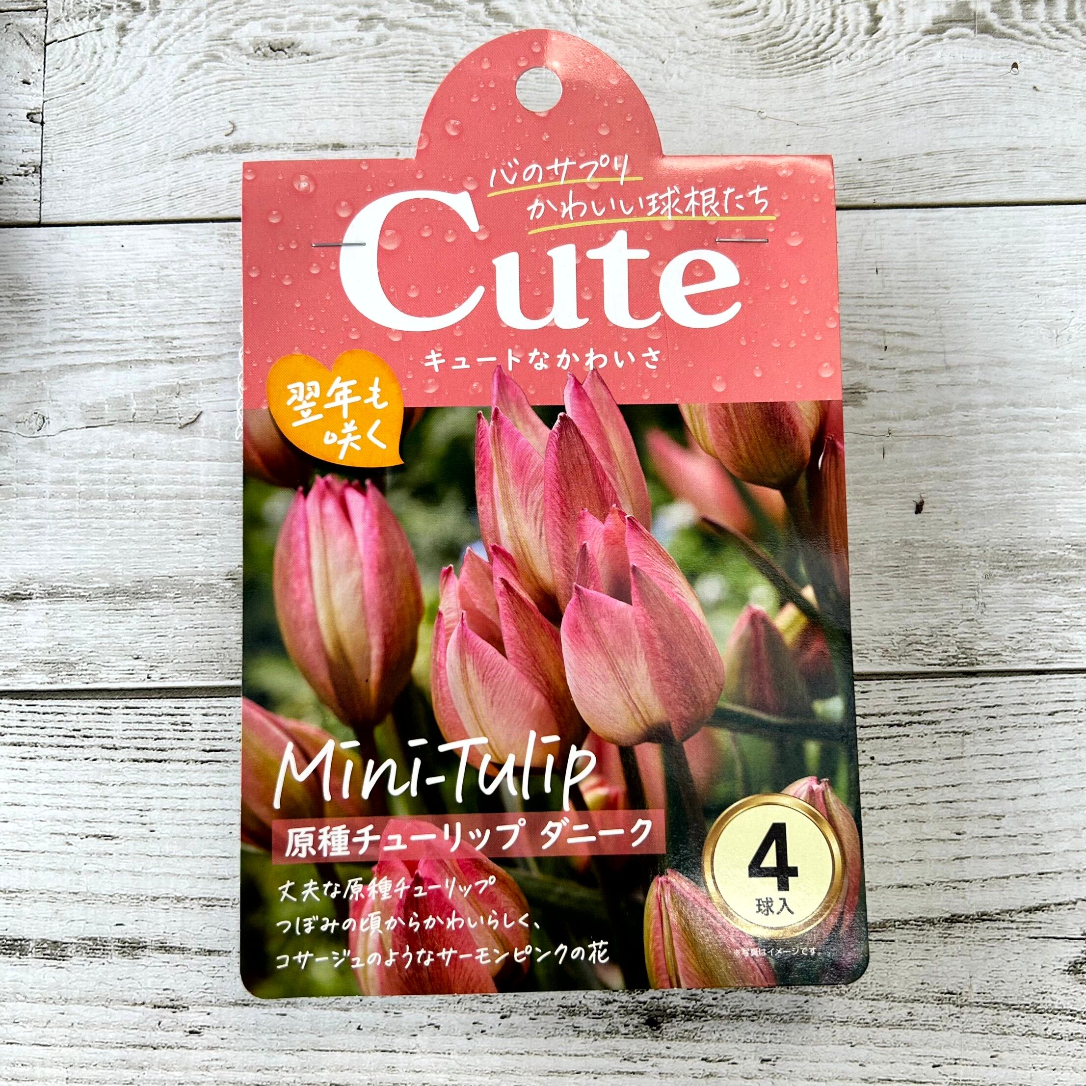 球根 原種チューリップ Cuteシリーズ 【ダニーク】are [サイズ: 4球