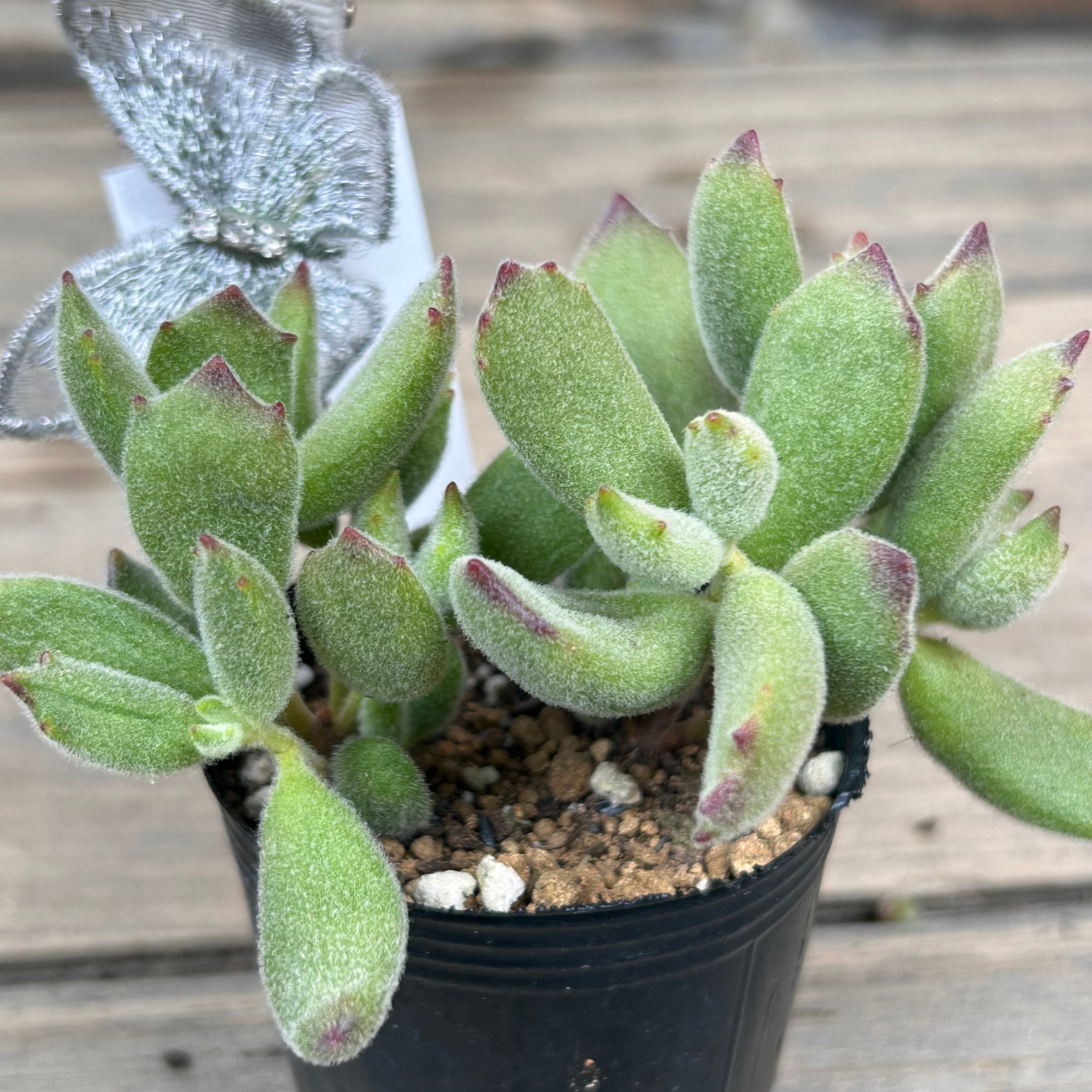 猫の手 | RuPo 多肉植物専門店