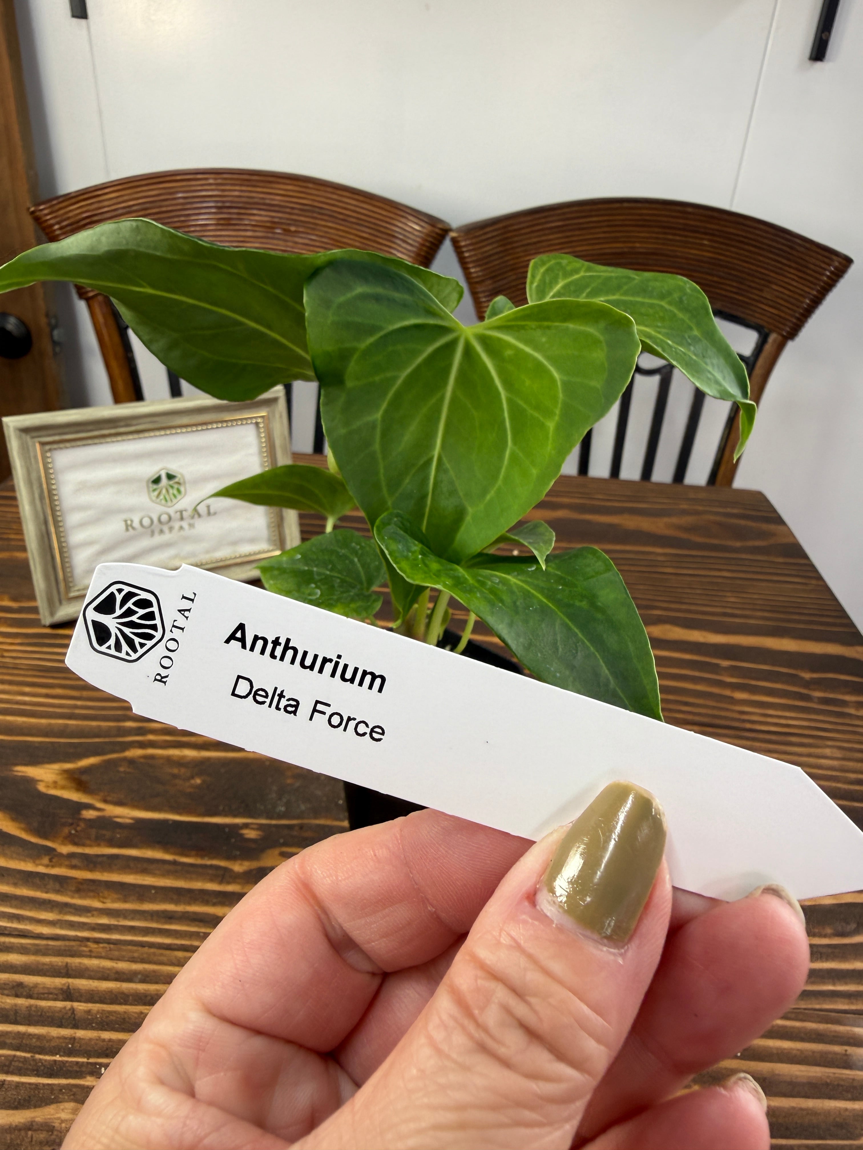 ★★【上品さを感じるお任せ株】★★アンスリウムデルタフォース(75㎜ロングポット)