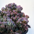 Myrtillocactus geometrizans【竜神木・モンスト】