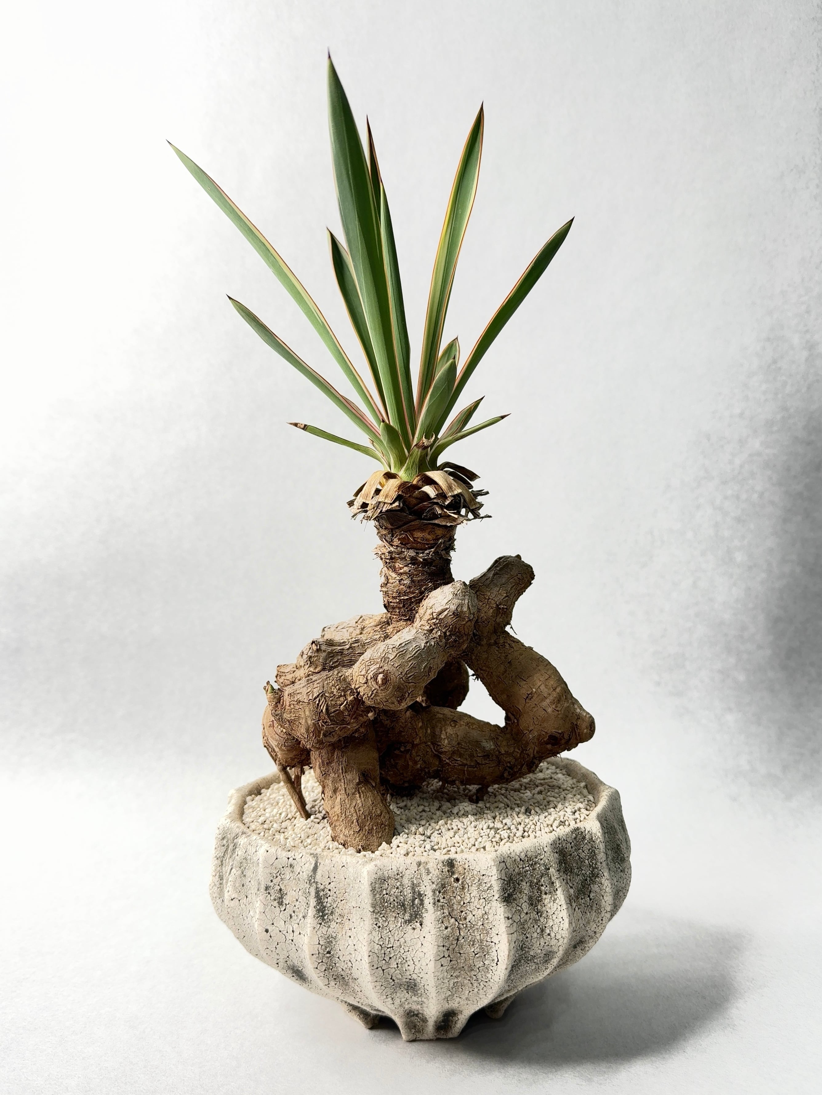 【 INDIVIDUALITY 】根上がり上がり