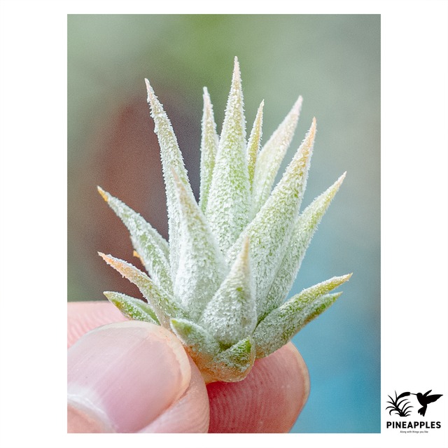 Tillandsia Succulent Form 速達発送 Tillandsia ionantha 'Succulent Form' 【現品】 | PINEAPPLES