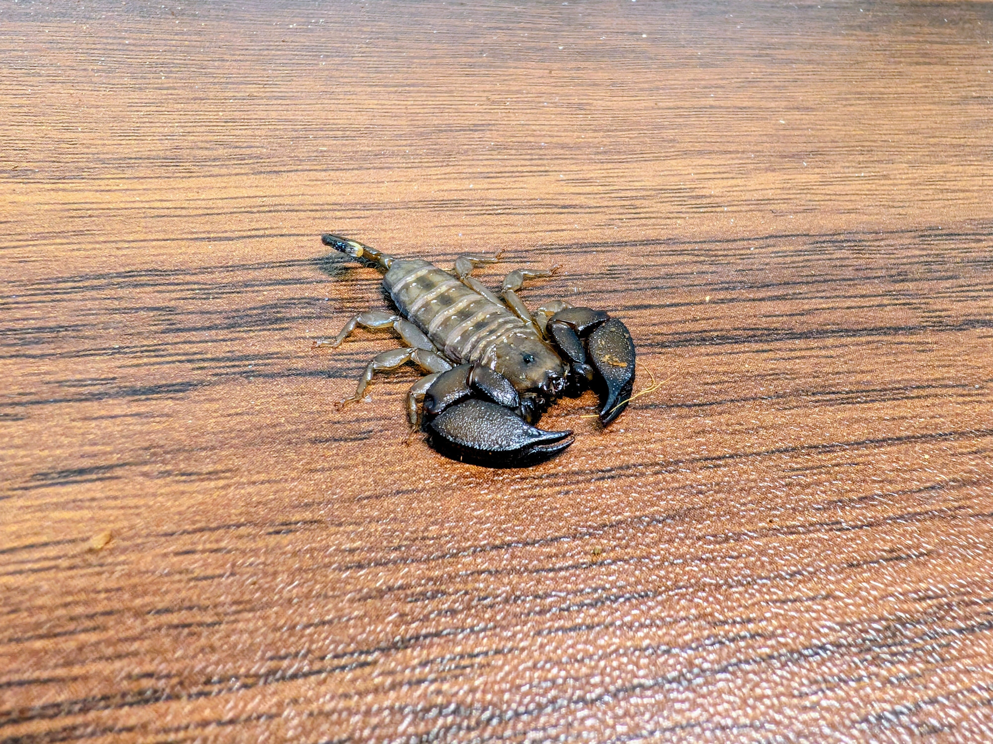 サソリ | BUG.st