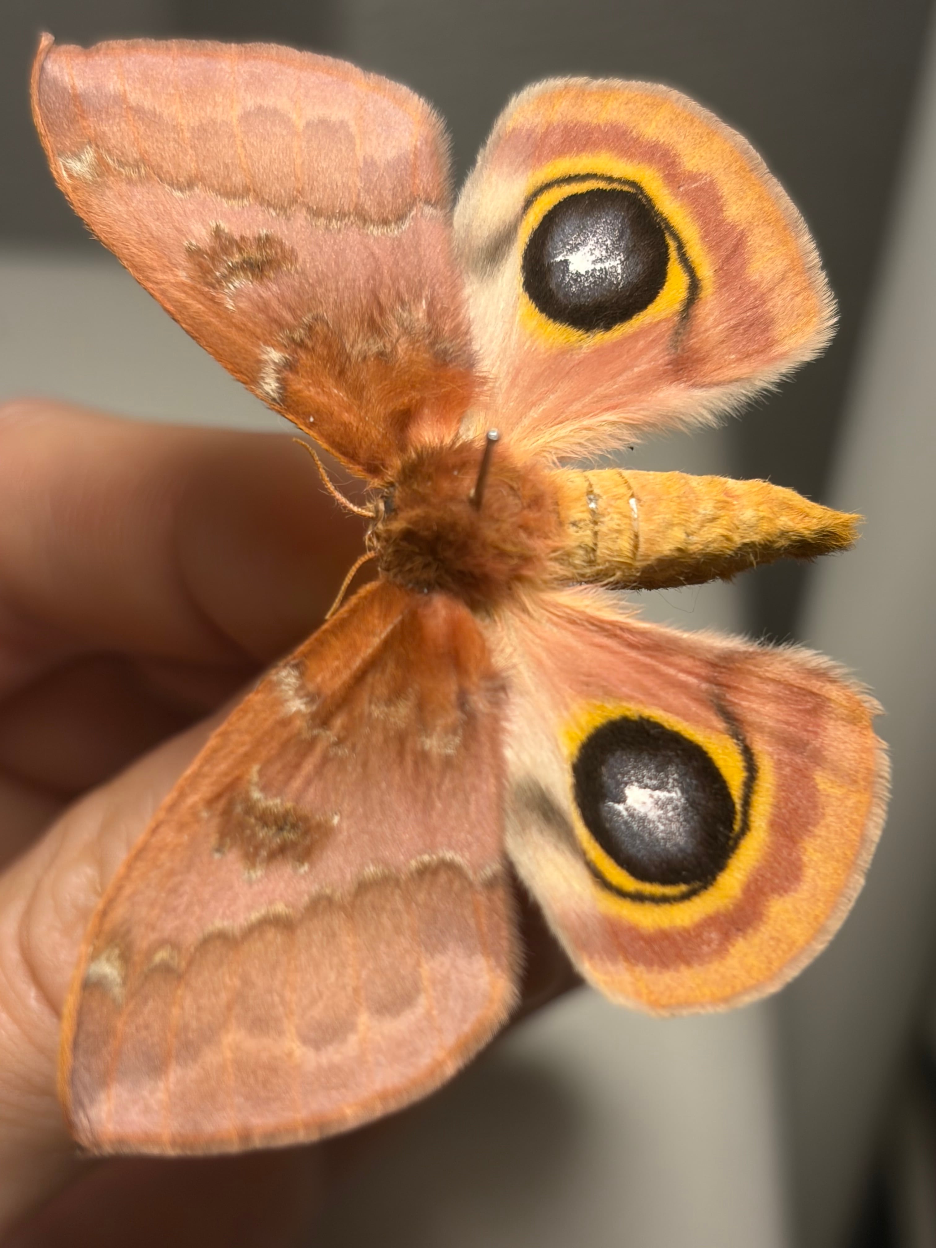イオメダマヤママユ 標本 Automeris io ヤママユガ 外国産蛾標本