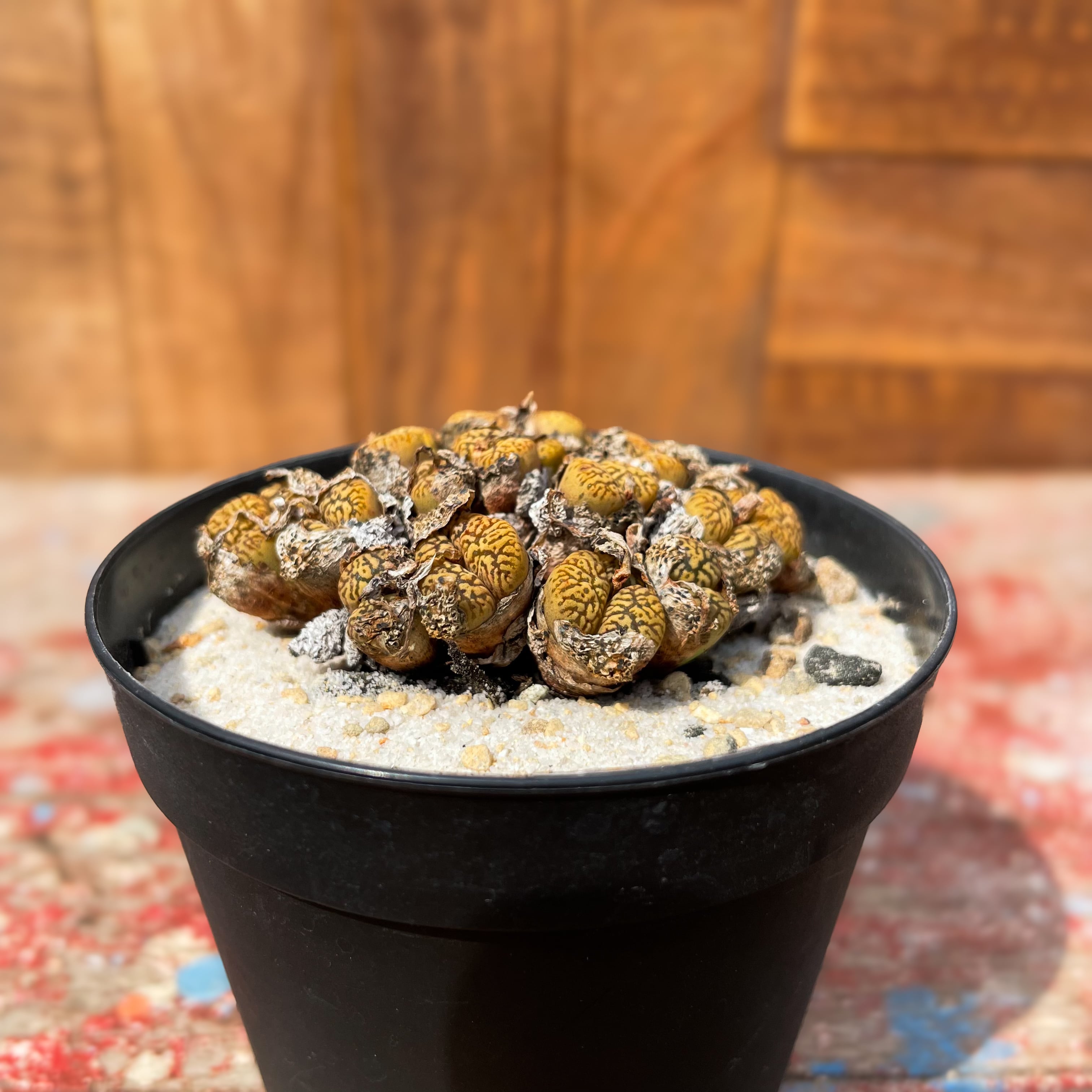 苗 ＊ コノフィツム・クリソクルクスム CR1360 ＊ 多肉植物