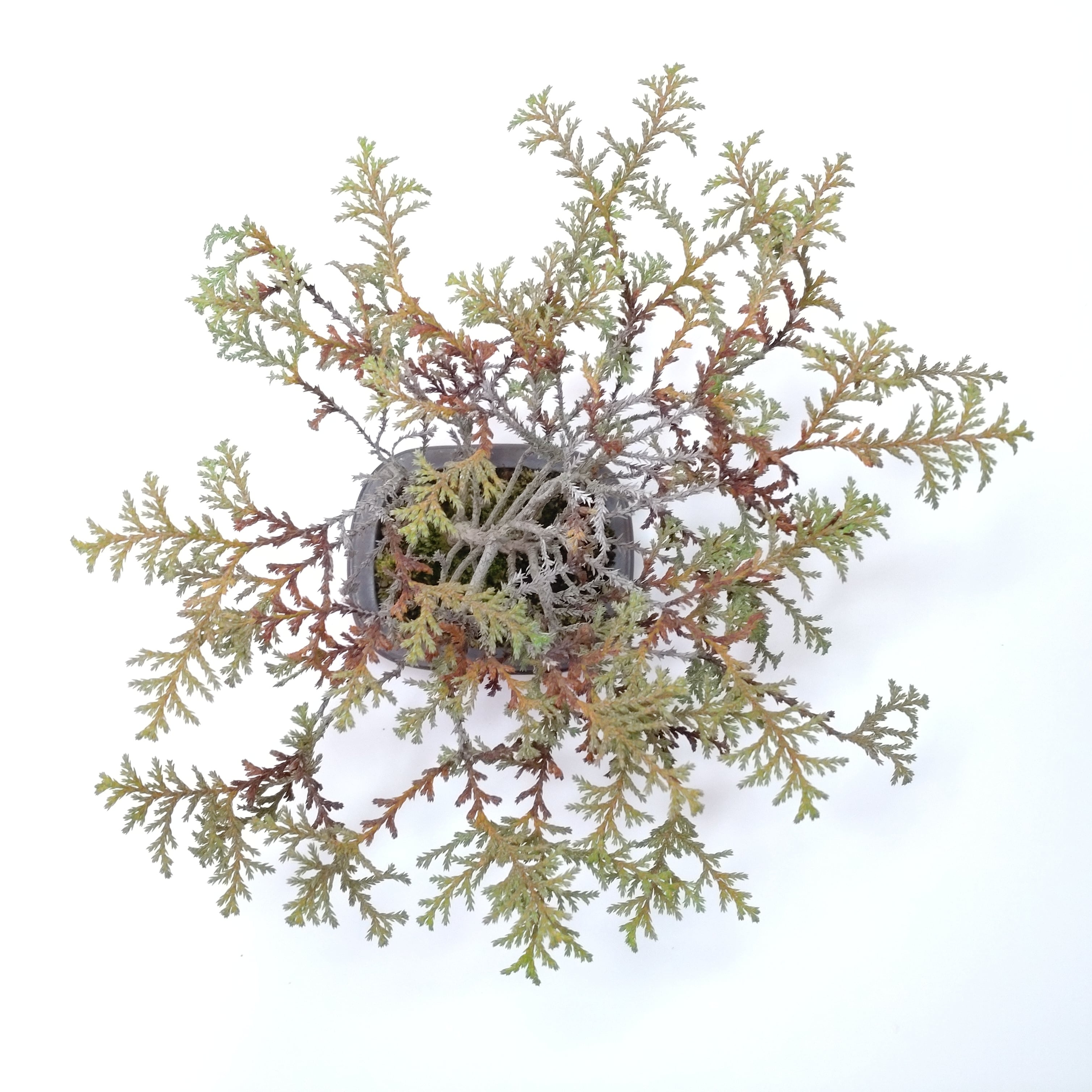 椹（サワラ）盆栽 SS016 | 盆栽創【Bonsaisou】