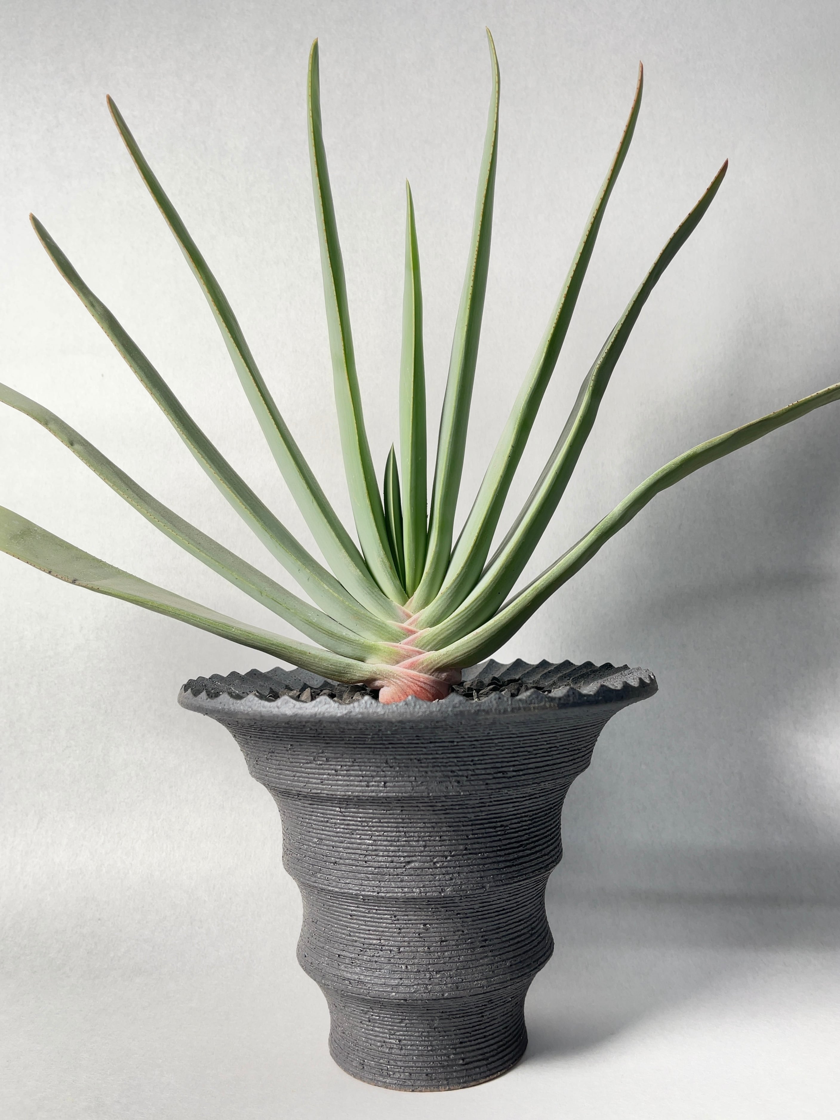 アロエ・プリカティリス | trigger