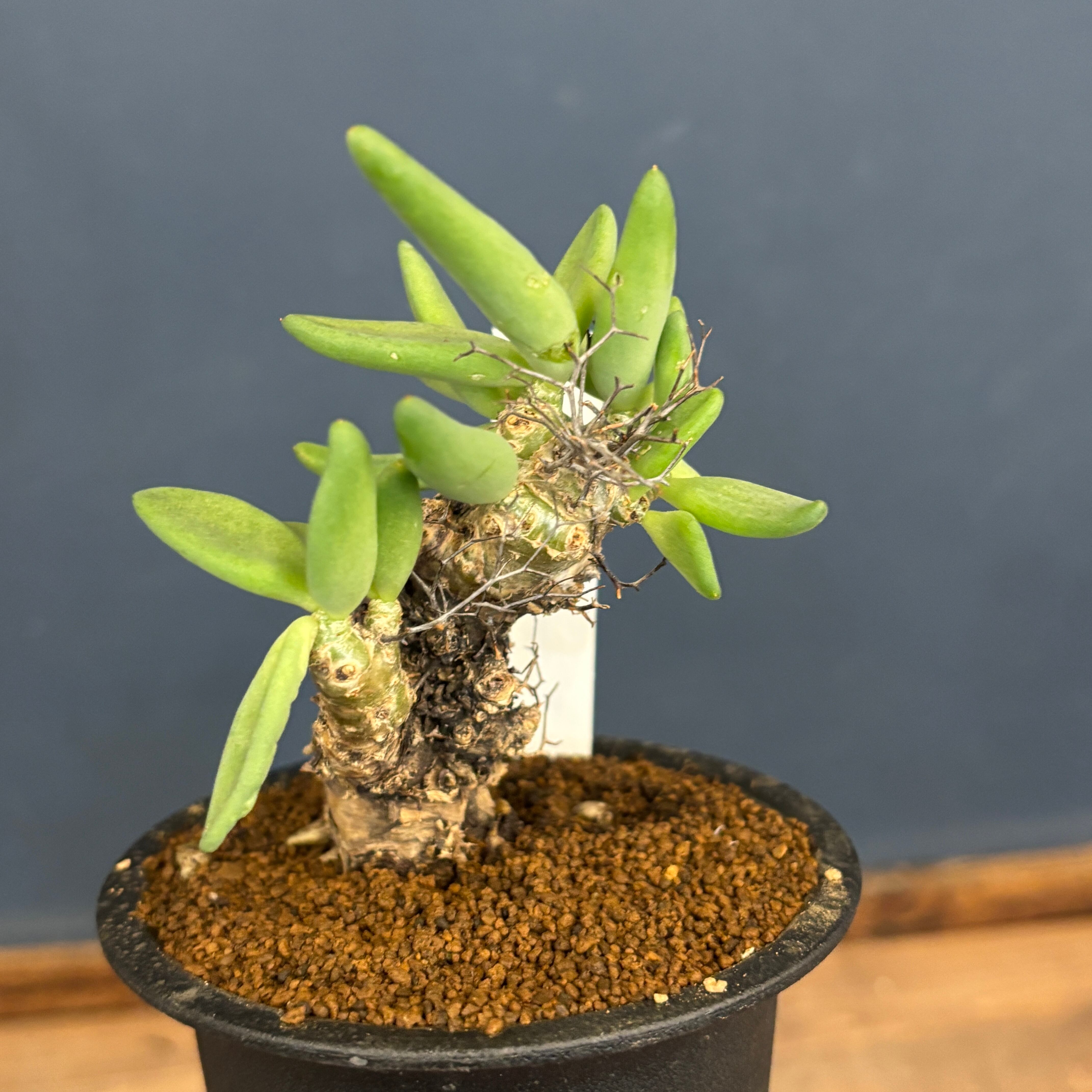 チレコドン レティキュラータス 万物想【902】 | PROTOLEAF プロトリーフ