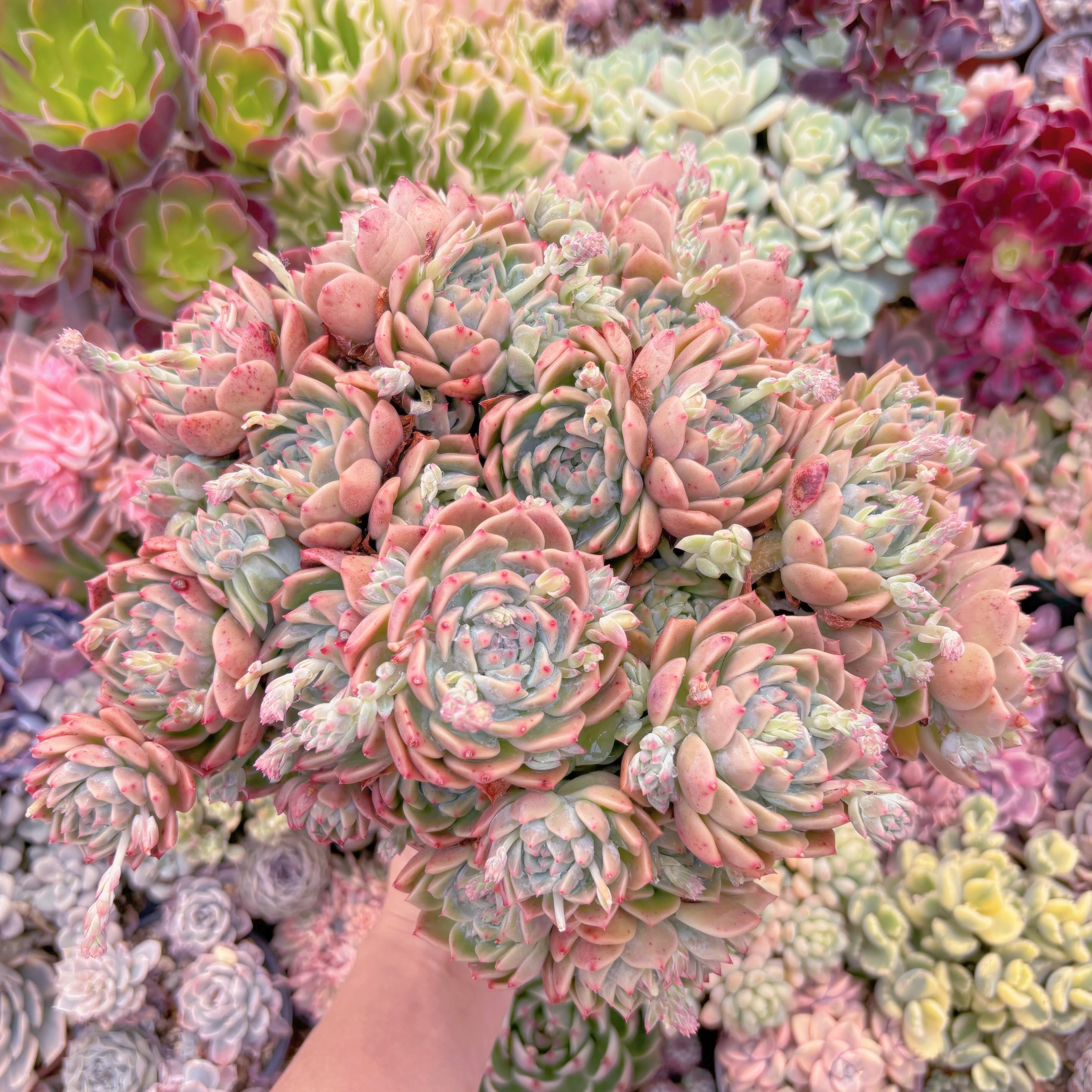 現品　霜花#528　特特大群生　新入荷　るる農園