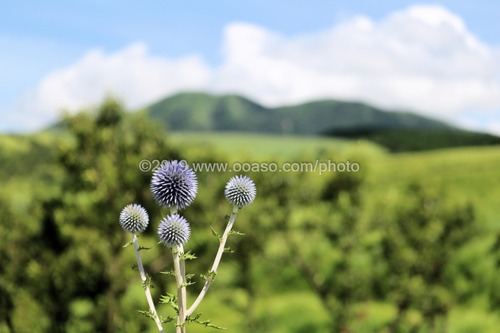 希少植物「ヒゴタイ」の咲く阿蘇の風景