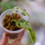 Monstera adansonii Mottled / モンステラ ミント④ / 観葉植物<育て方・花言葉>