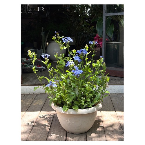 Plumbago auriculata
