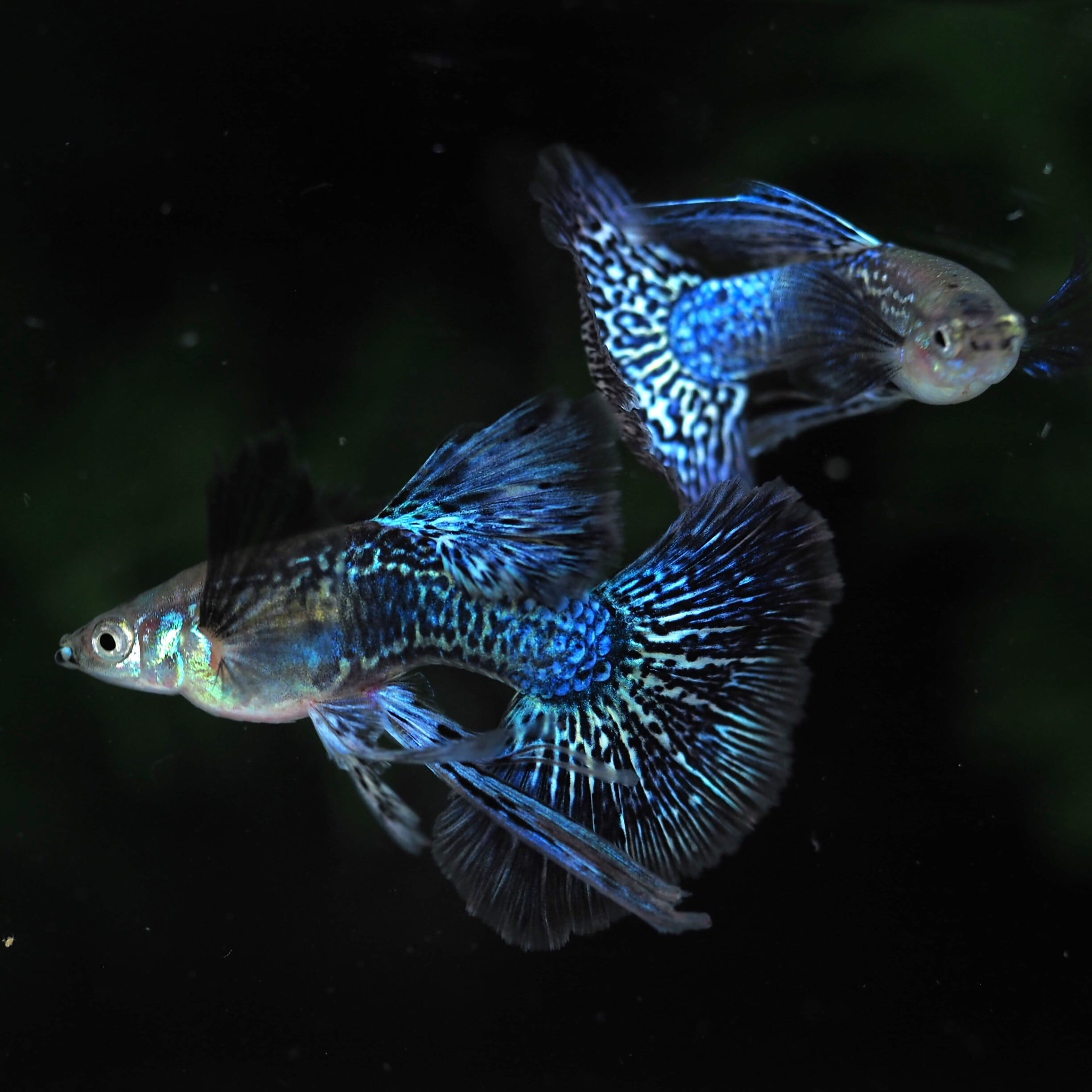 【選抜メダカ】　春のスペシャルセット　12匹！　現物出品　Lサイズ！　特上！！！　A28 選抜メダカ 春のスペシャルセット 12匹！ 現物出品 Lサイズ！ 特上