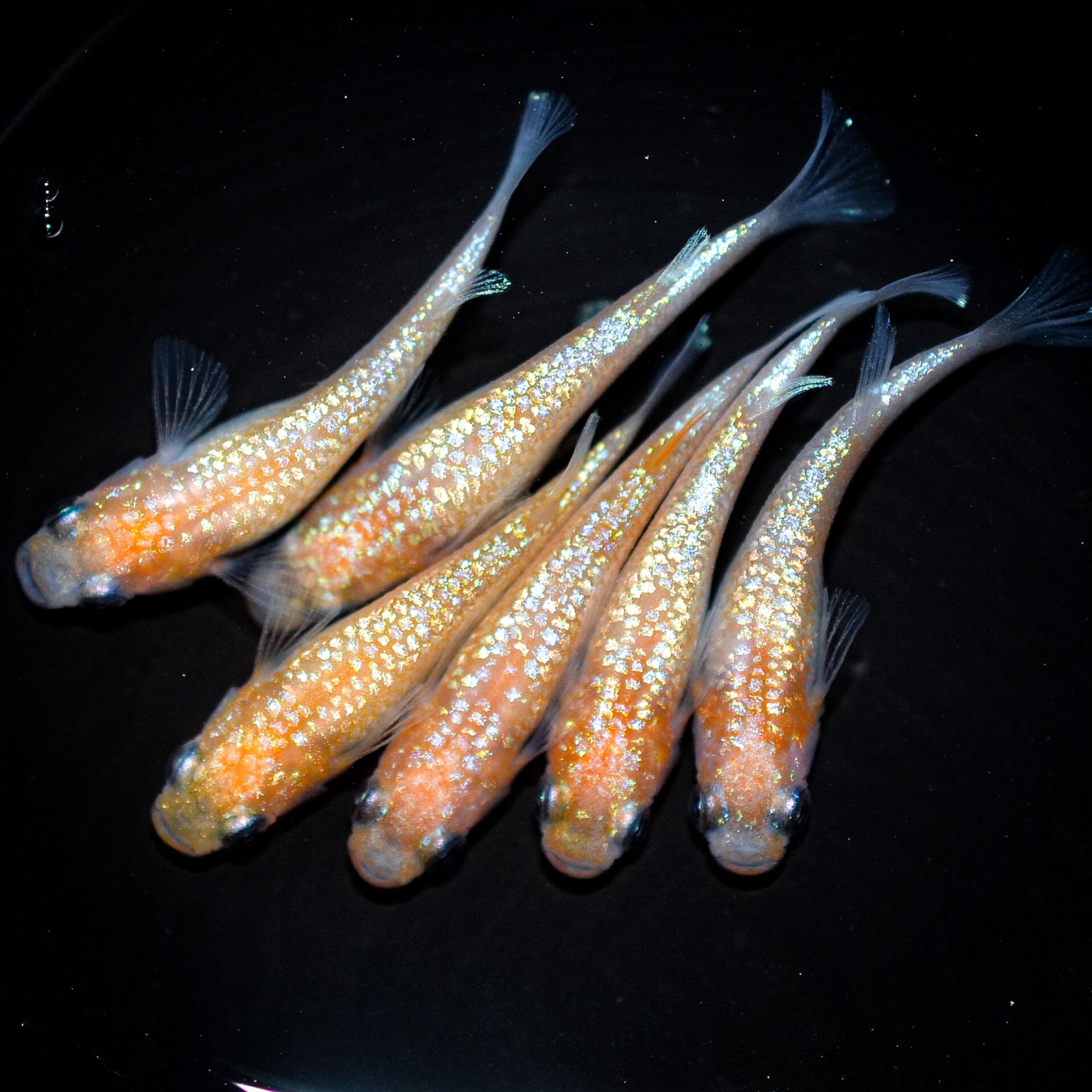 メダカ サファイアから生まれた個体 若魚 あり3ペア なし2ペア 金曜 メダカ サファイアから生まれた個体 若魚 あり3ペア なし2ペア 金曜