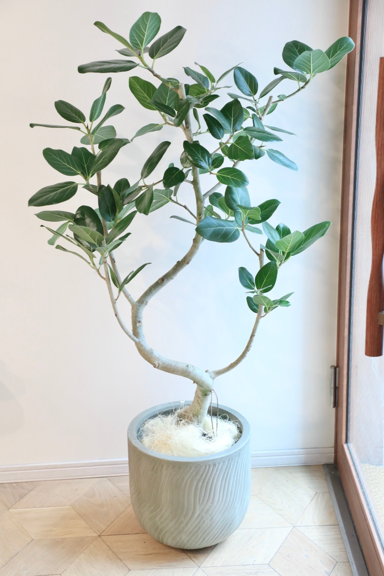 【渋谷区周辺エリア/配送料無料】【140cm】【L】フィカス ベンガレンシス/Ficus benghalensis ※陶器鉢カバー別