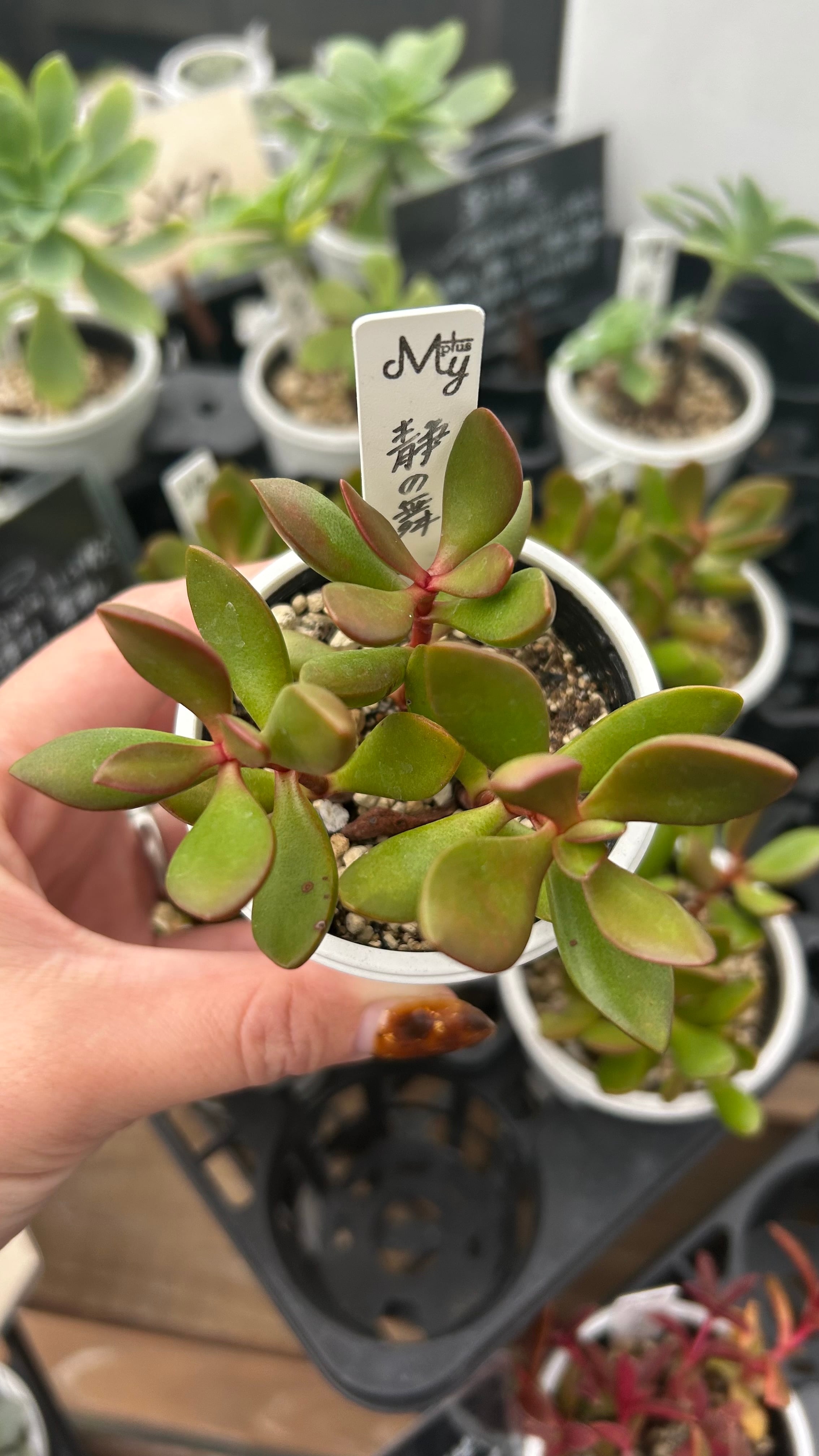 静の舞 多肉植物 クラッスラ 安心の生産ポットそのまま販売（8個選ん
