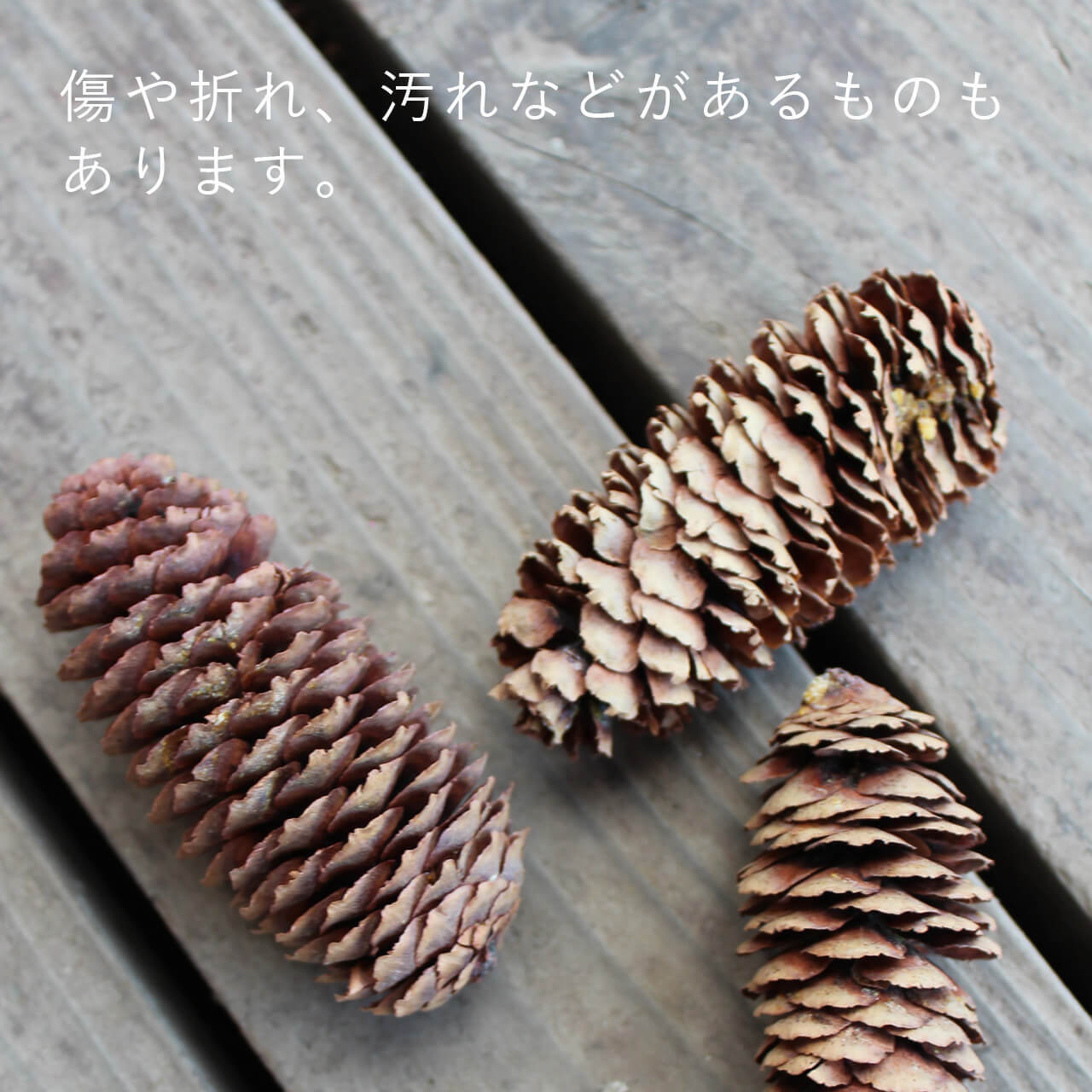 まつぼっくり ドライフラワー アカエゾマツ / 北海道産 まつぼっくり マツボックリ