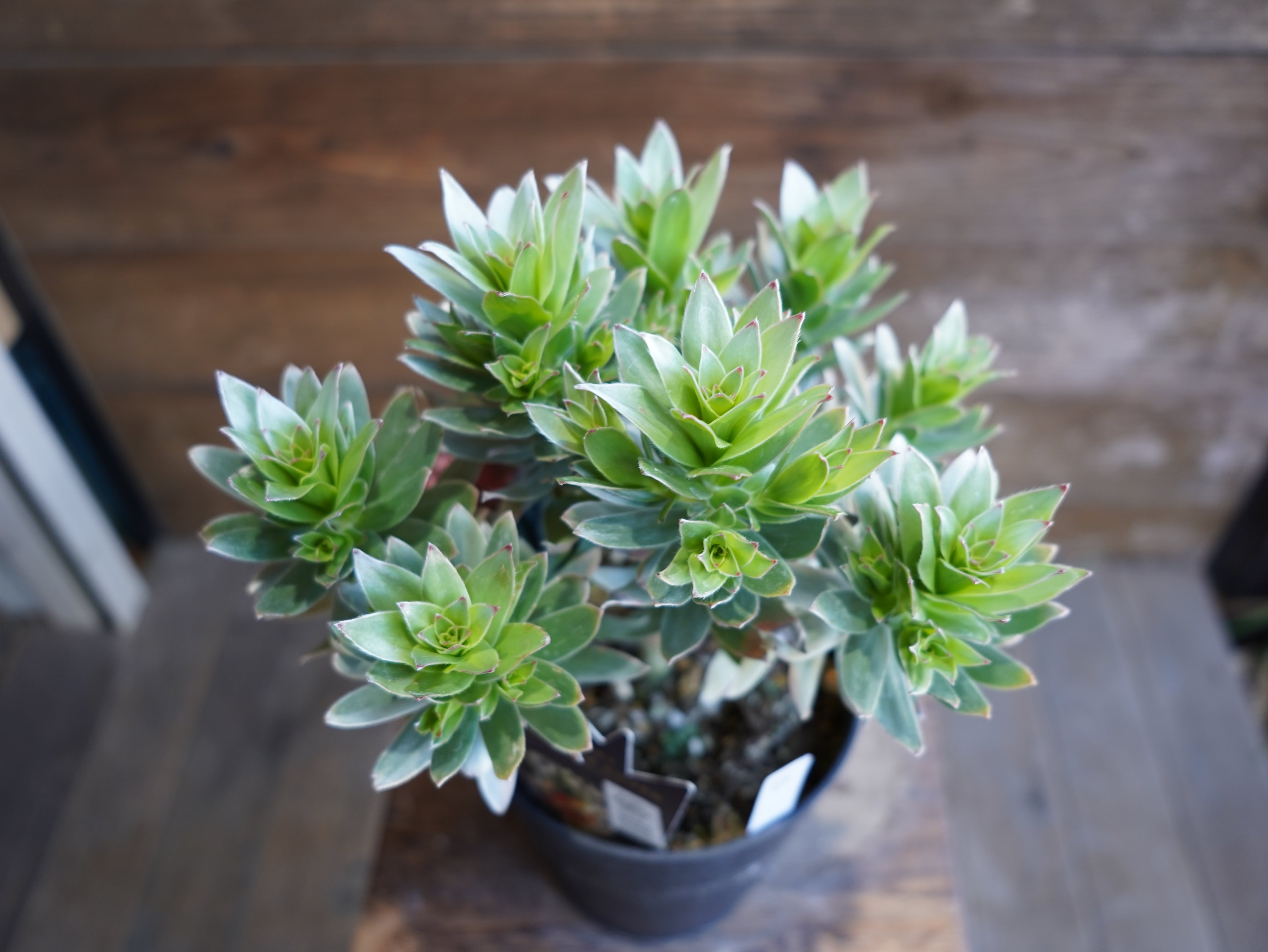 【現物】ミメテス　”クラッカージャックシルバー”　B