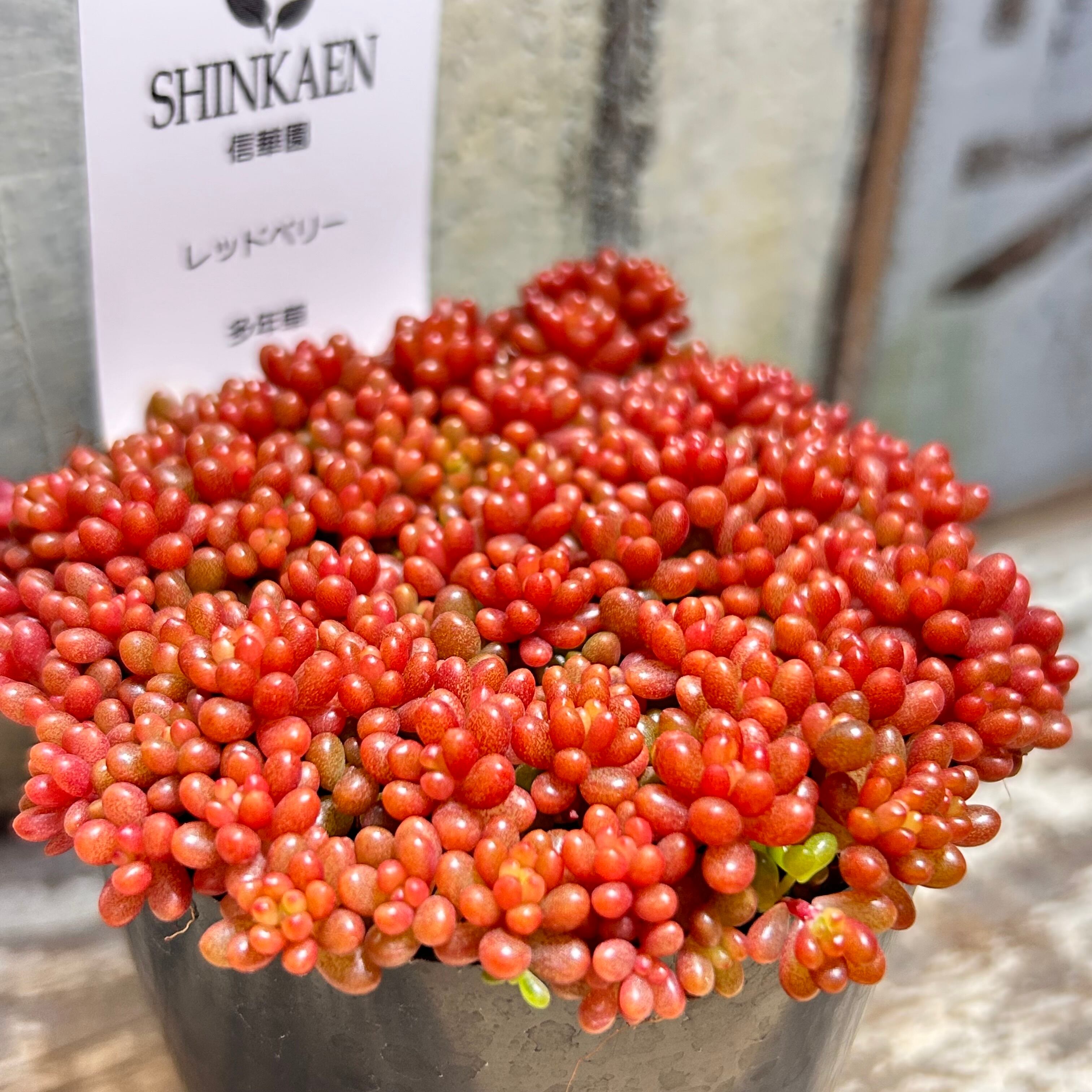 奈良県M様ご注文 もりもり紅葉レッドベリー（いくら玉） | RuPo 多肉