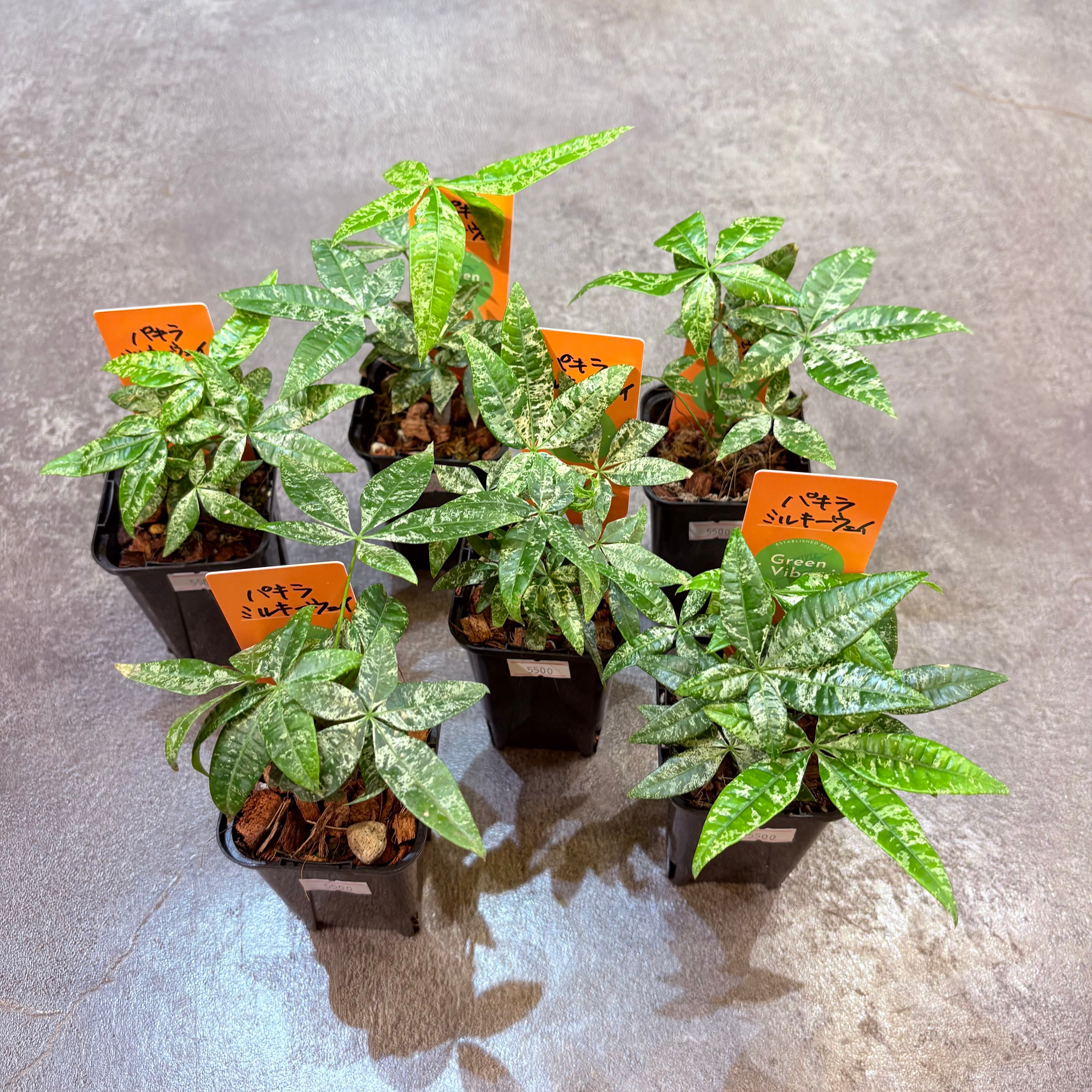 パキラ ミルキーウェイ実生 2.5号 | Green Vibes 宇都宮市の観葉植物専門店