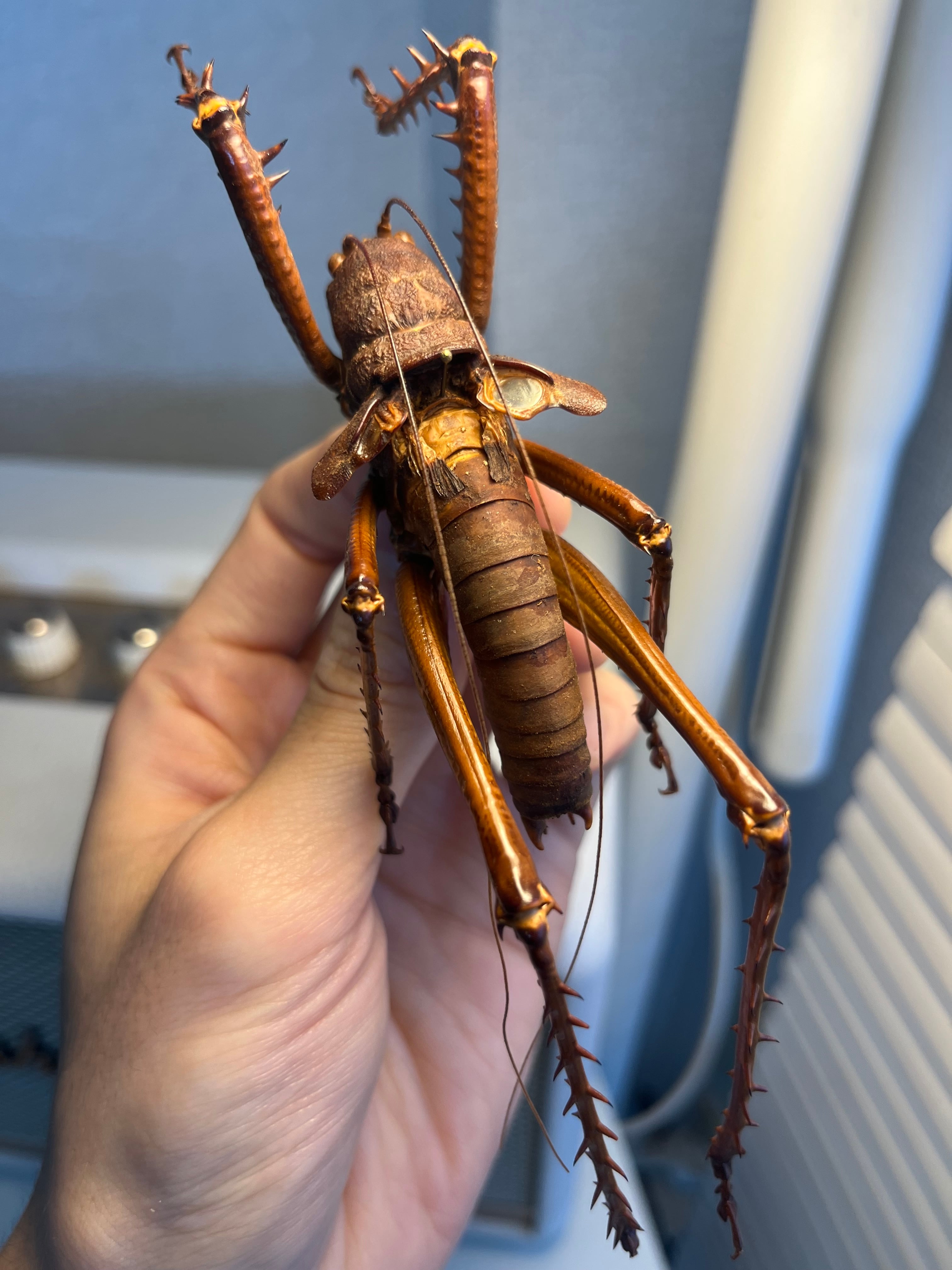 直翅類 | オモニキチュウ