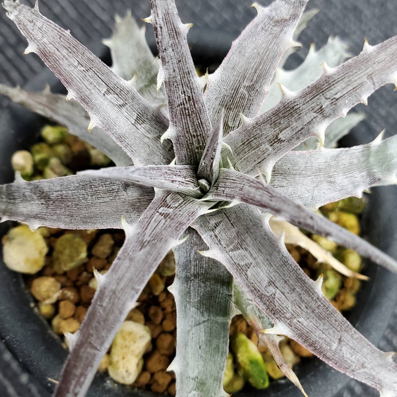 a0662_Dyckia goehringii (Original Clone)：ディッキア・ゴエリンギー（子株） | Plants  Maniax（プランツ・マニアックス）