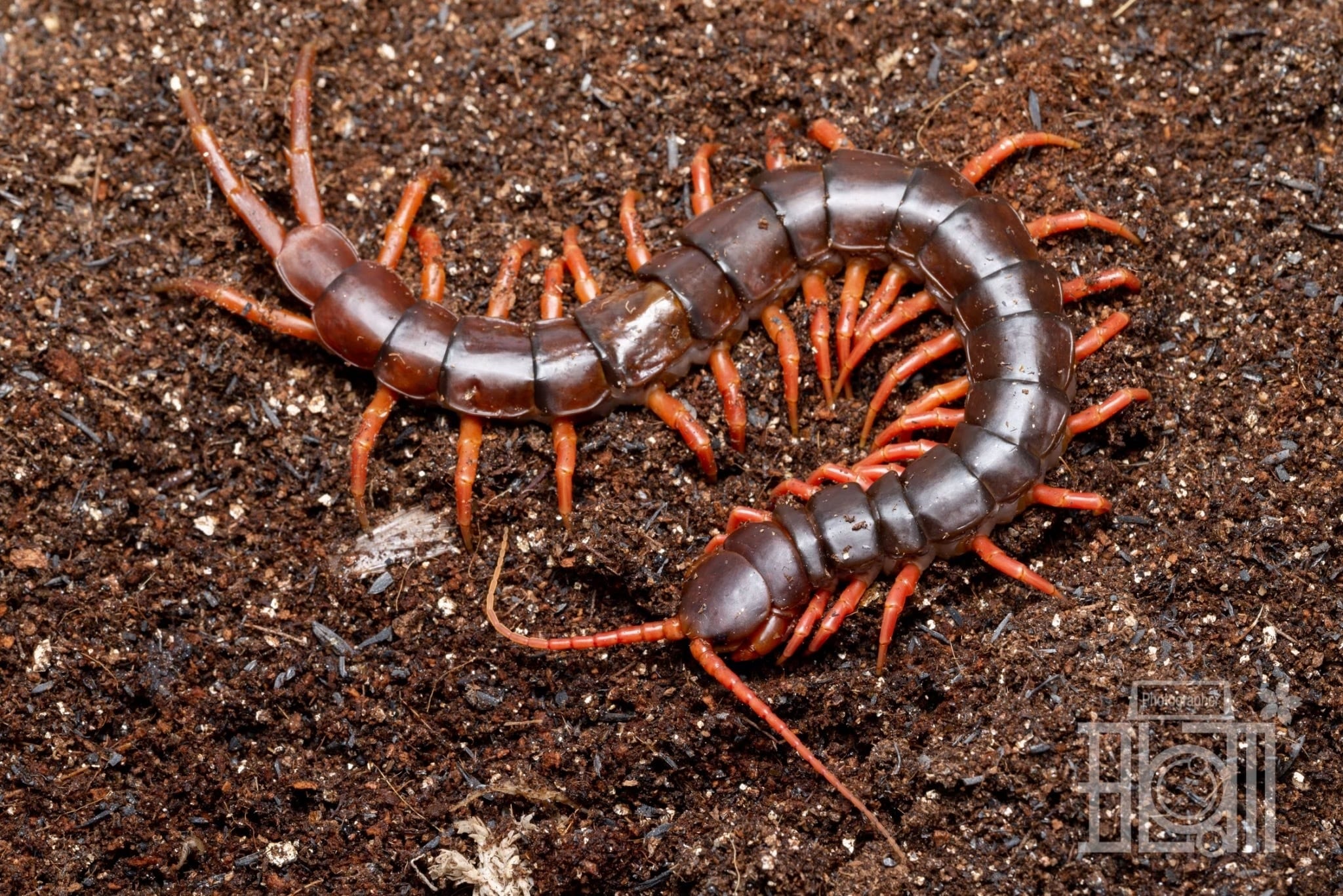 特大ナンベイオオムカデ ペア Scolopendra dehaani 特大ナンベイオオムカデ ペア Scolopendra dehaani