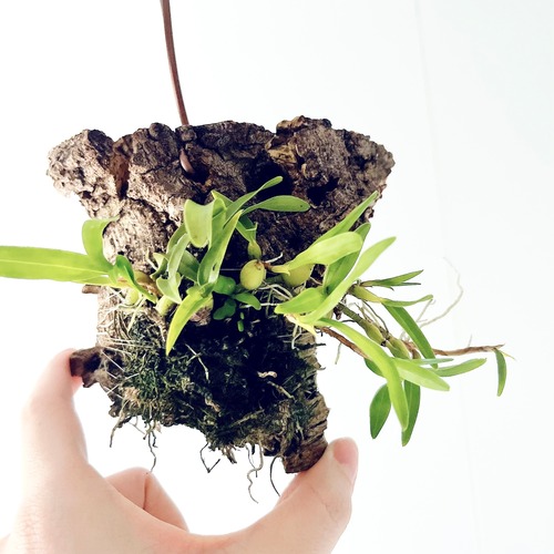 エピデンドラム ポリブルボン コルク付け洋ラン  観葉植物 calm cafe