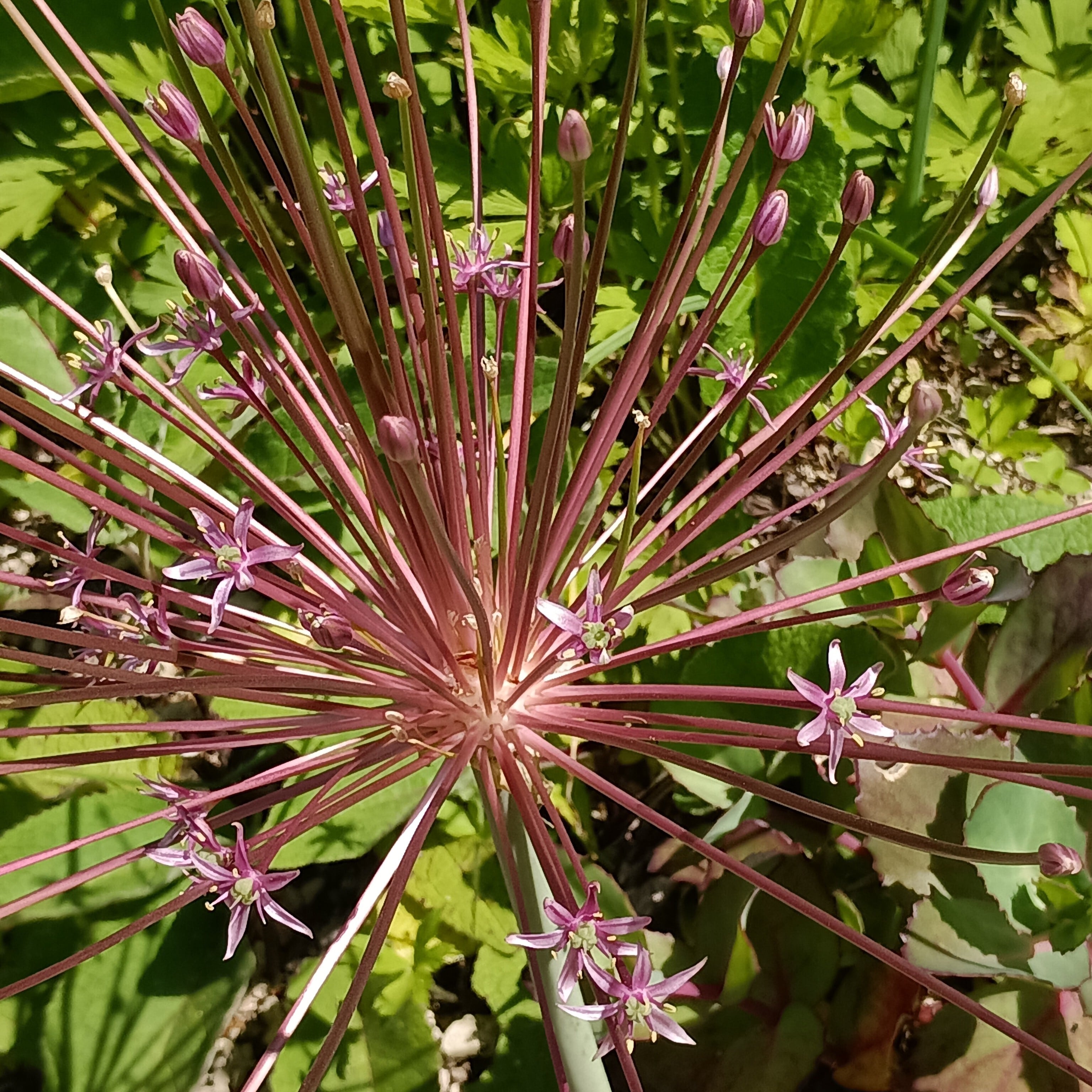 ノイバラ（トゲ無し、蕾ピンク）（長尺） | 宿根草・バラ苗｜イコロの