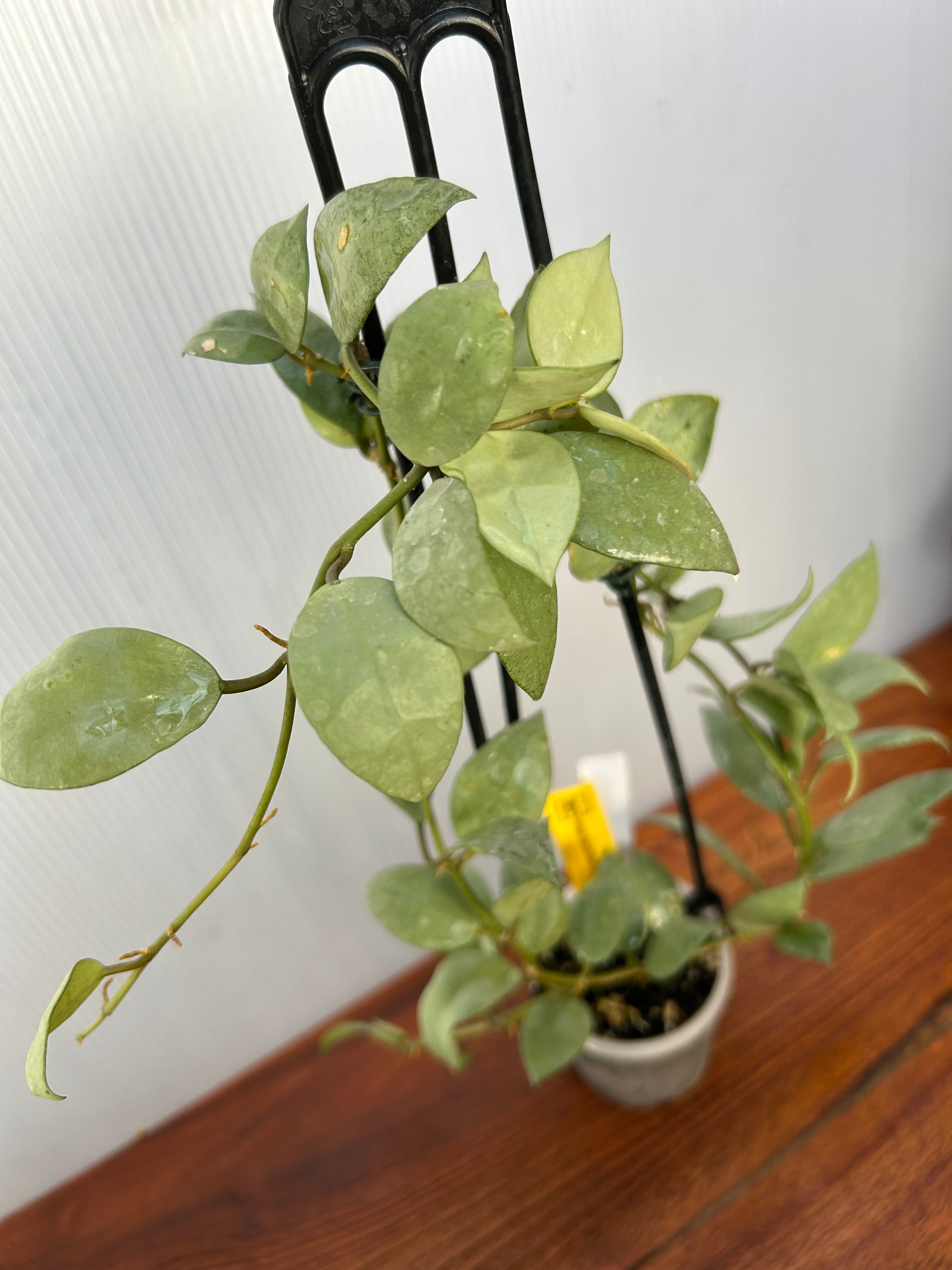 ほや★ Hoya | BA PLants