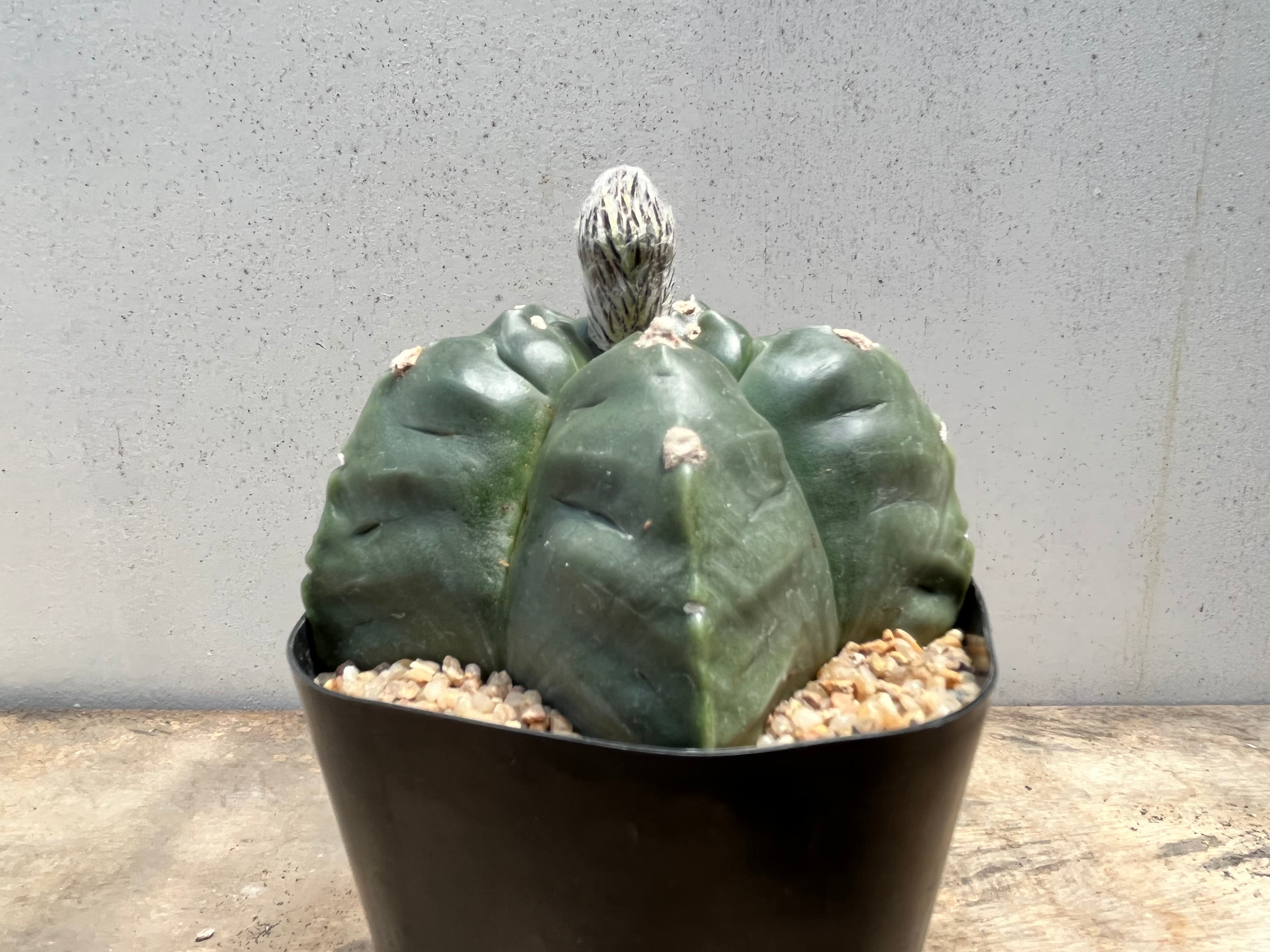 Astrophytum myriostigma – Kyle's Plants