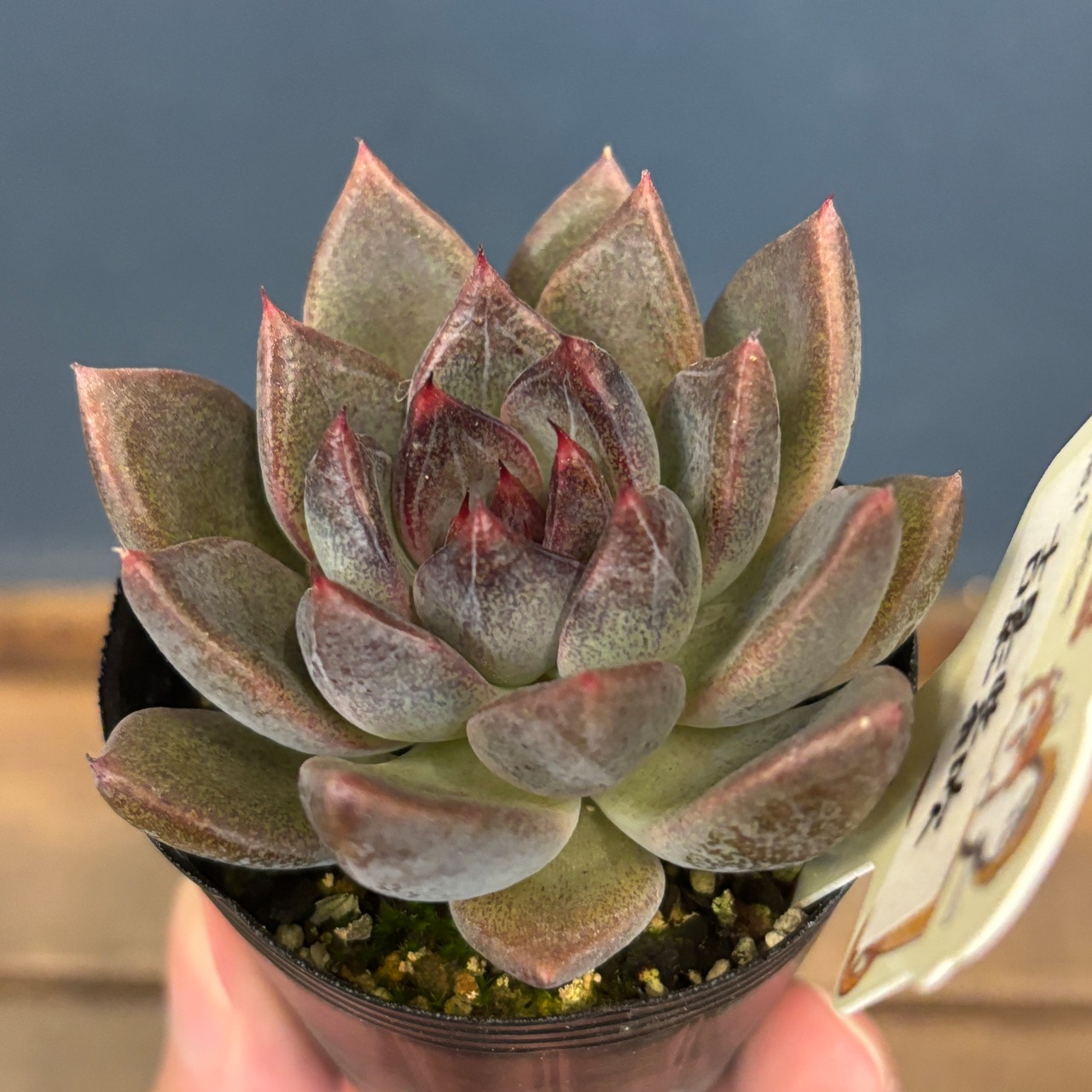 farmPALKさん苗 エケベリア 吉影紫吹【824】