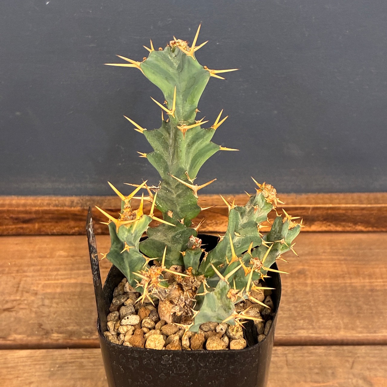 【クリアランスセール対象商品】ユーフォルビア　クラビゲラ【1012】【再撮影】【▼】