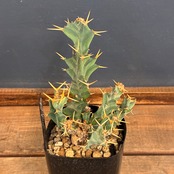 【クリアランスセール対象商品】ユーフォルビア　クラビゲラ【1012】【再撮影】【▼】