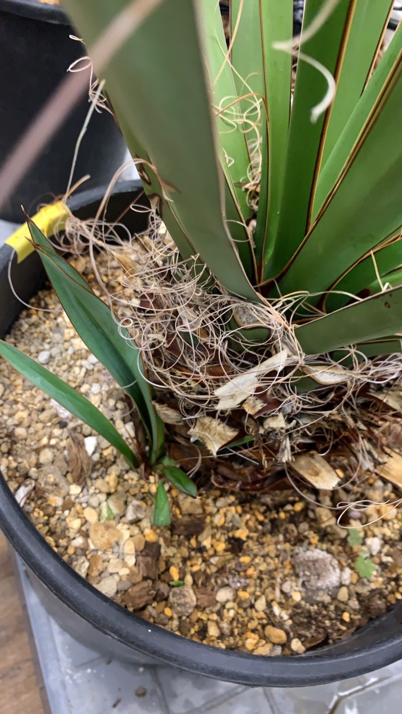 超希少 子株付き 極耐寒性ユッカ 幹立ちユッカ ファクソニアーナ 南国  