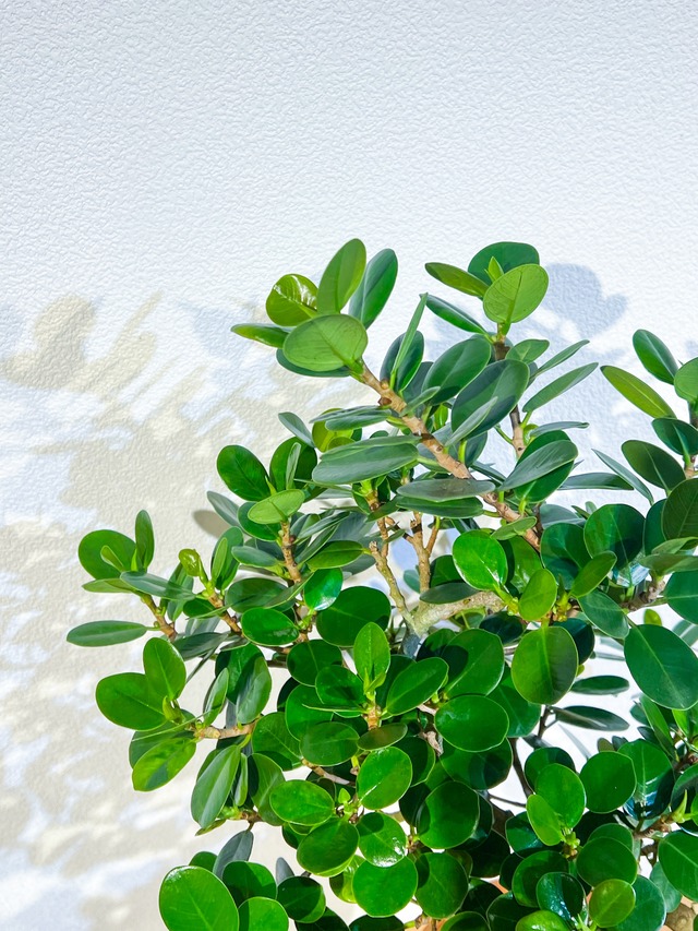 パンダガジュマル 唯一無二の曲線美