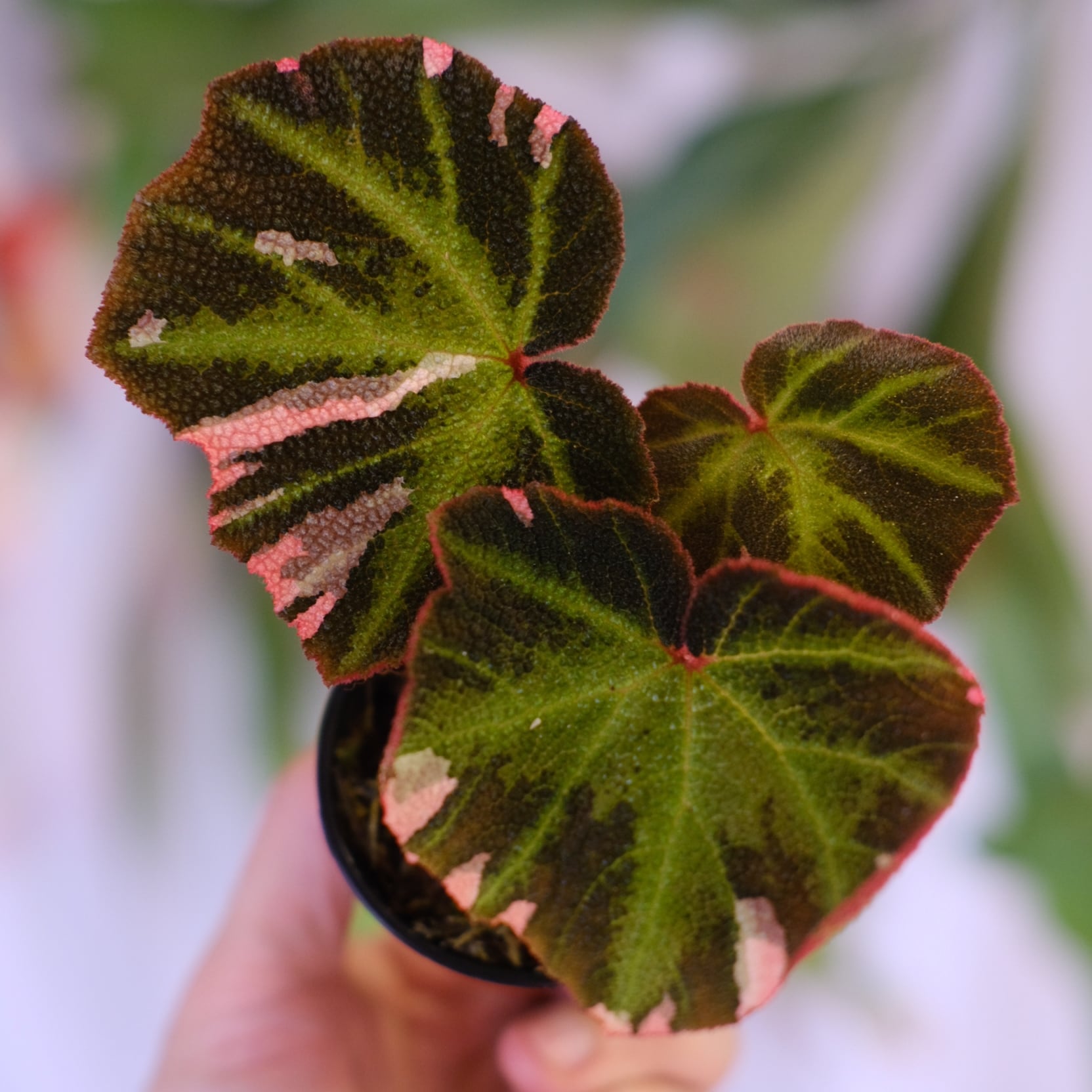 Begonia soli mutata Variegated│ベゴニア ソリムタータ バリエガータ