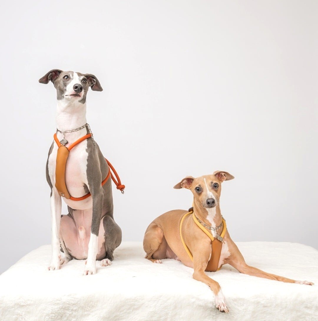 Mサイズ」エッセンシャルハーネス【HOZI】 | HOZI(ホジ)